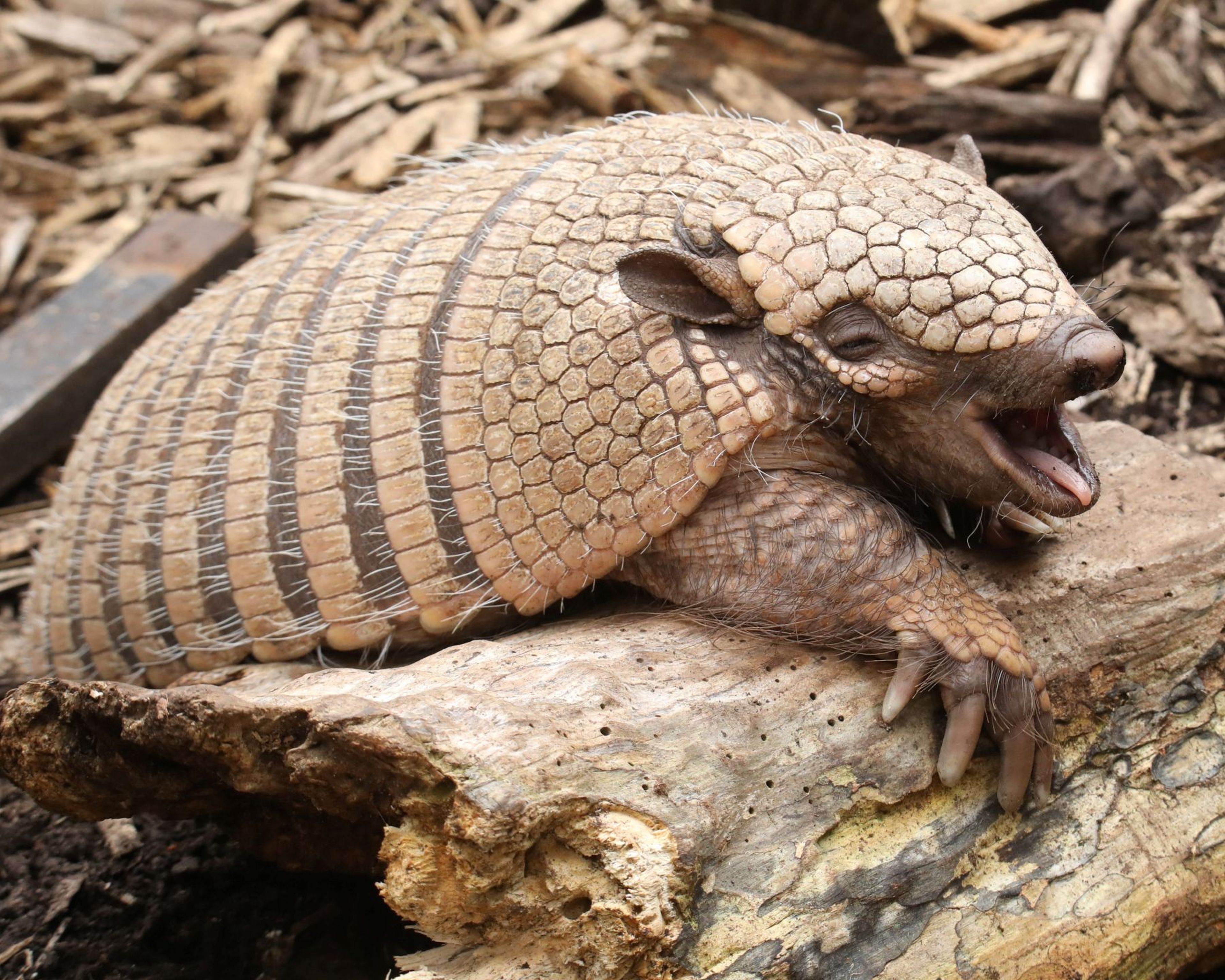 An armadillo with its mouth open, resting on a log, displaying its distinctive armored shell and textured skin.