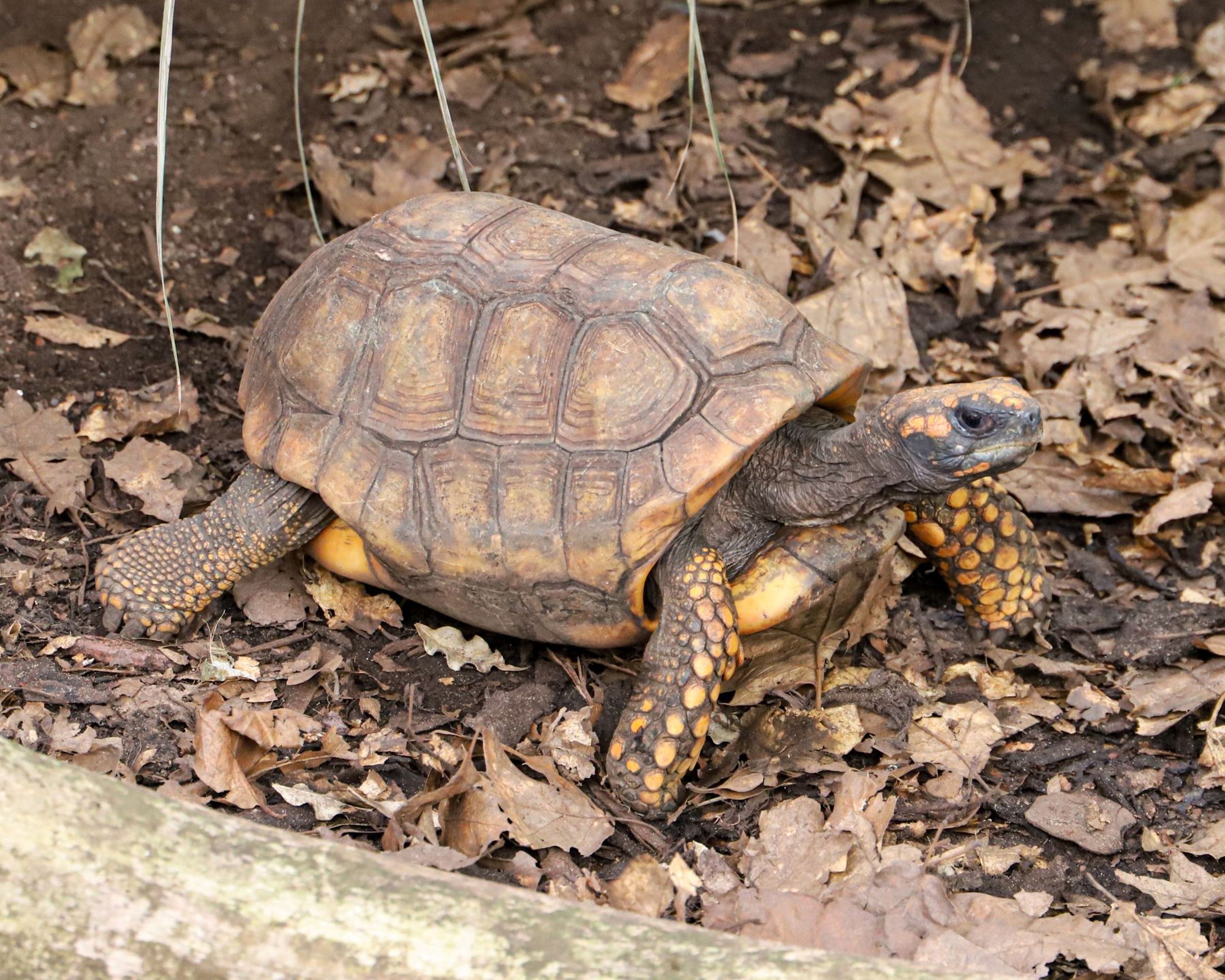 A tortoise with a textured, brown shell and yellow markings on its legs walking on a forest floor covered with dry leaves. At Paignton Zoo in Devon, UK