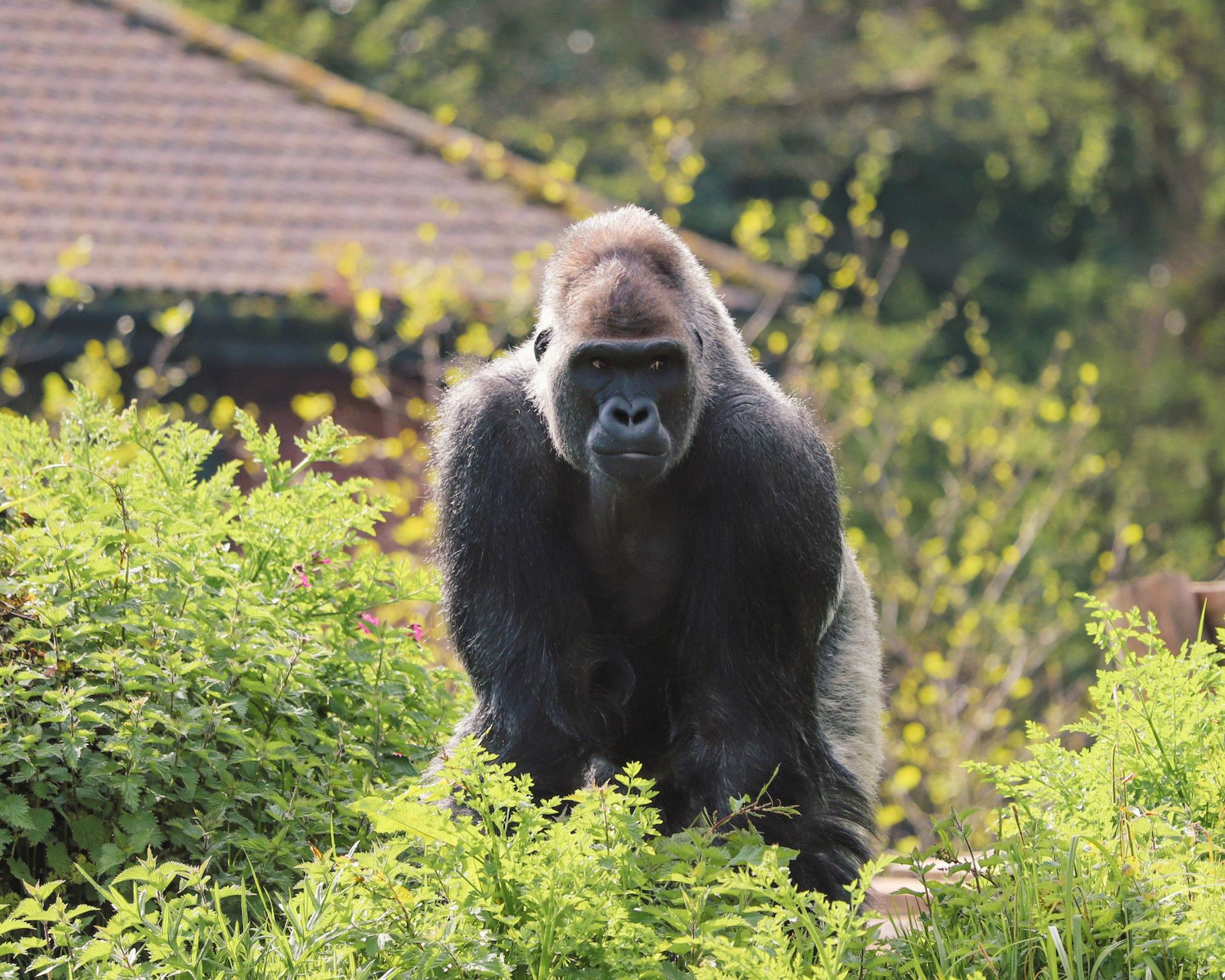 A gorilla stands alert among lush green foliage with a roofed shelter and trees blurred in the background at Paignton Zoo in Devon, UK