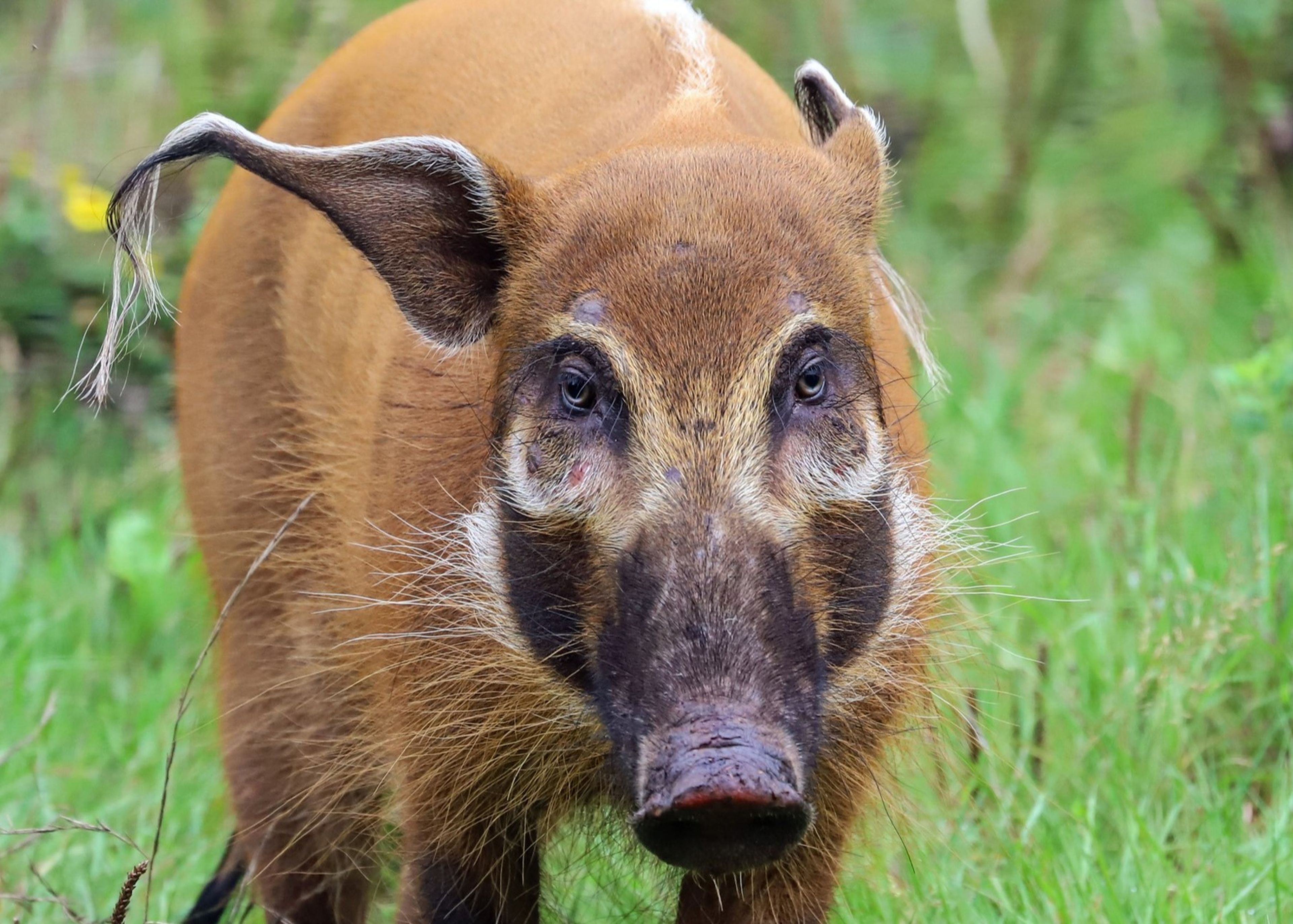 A close-up of a red river hog with distinct facial markings and large ears, standing on green grass at Paignton Zoo in Devon, UK