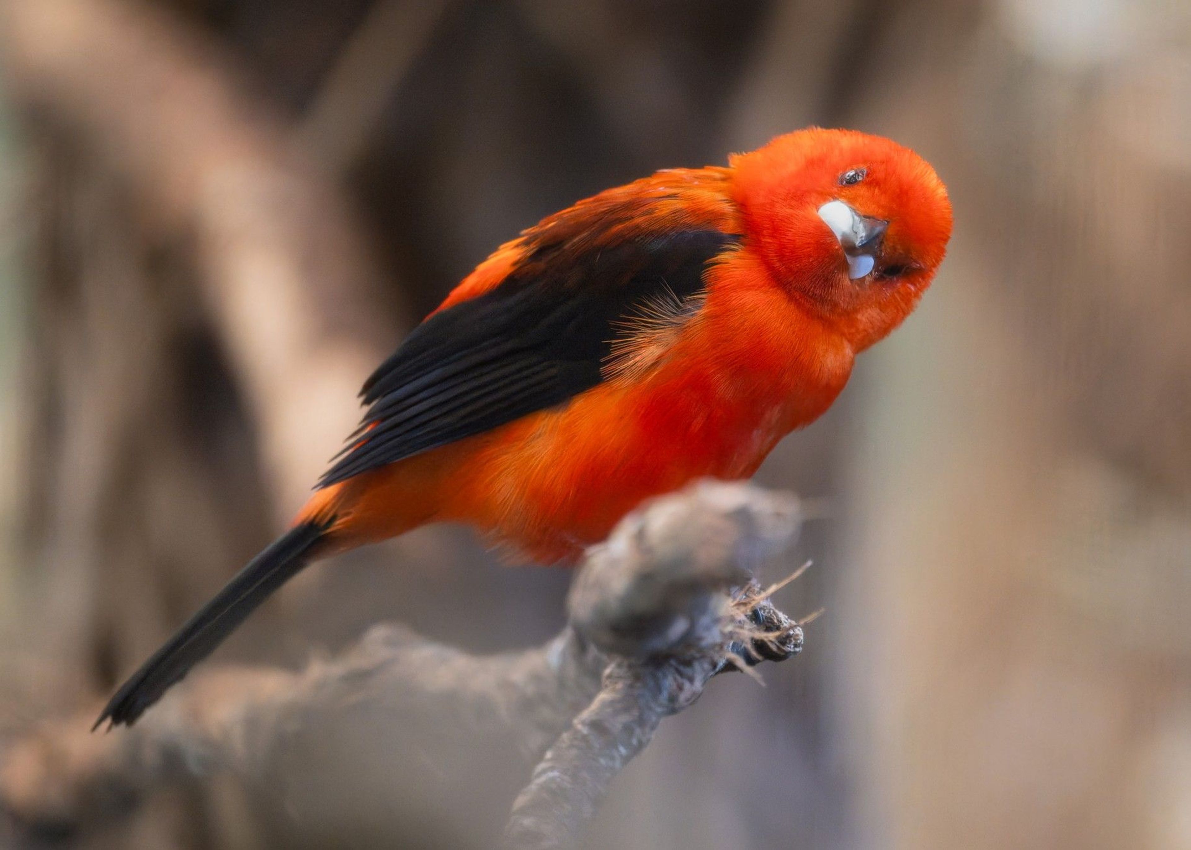 Bright orange and black bird perched on a branch, tilting its head curiously against a blurred natural background.