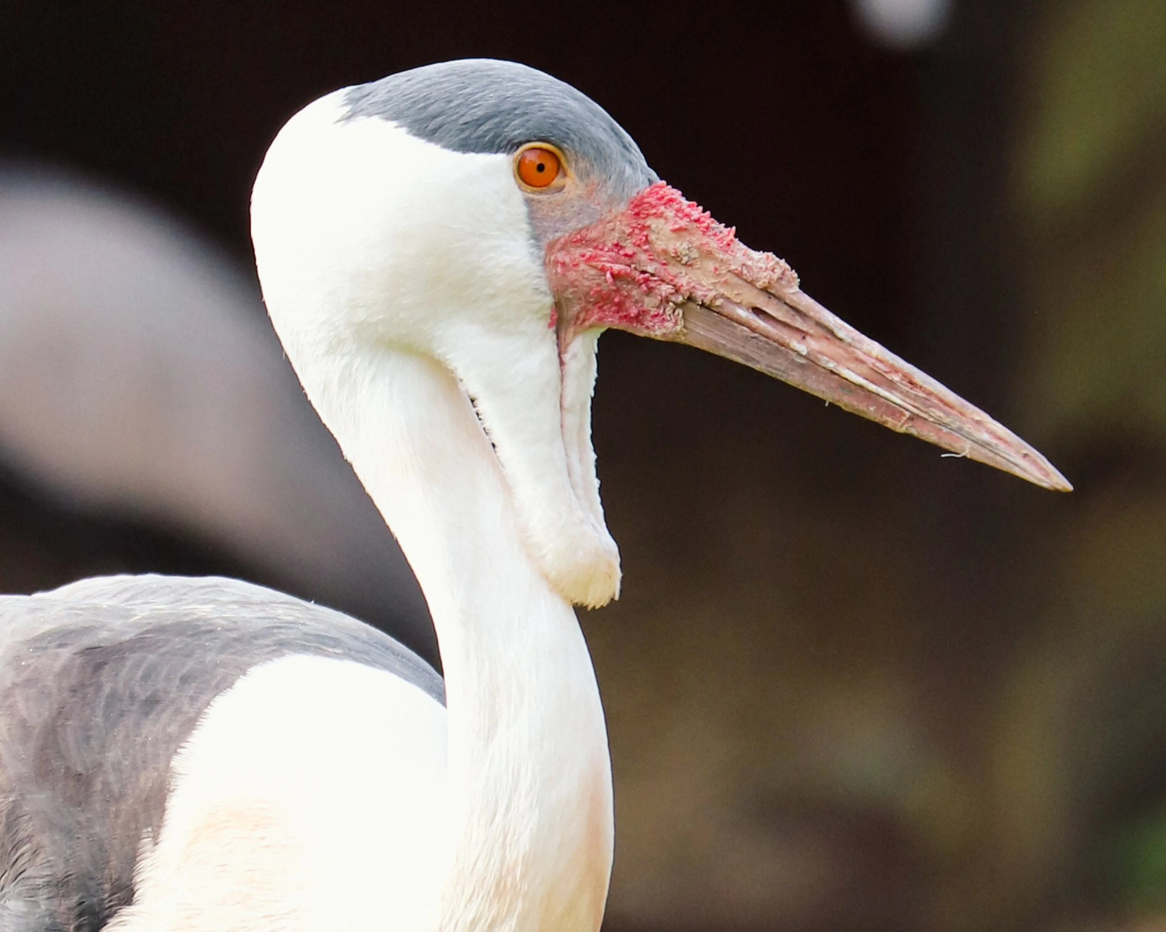 Close-up of a white-naped crane with a gray crown, red skin around the eye and beak, and a long pointed bill, set against a blurred background.