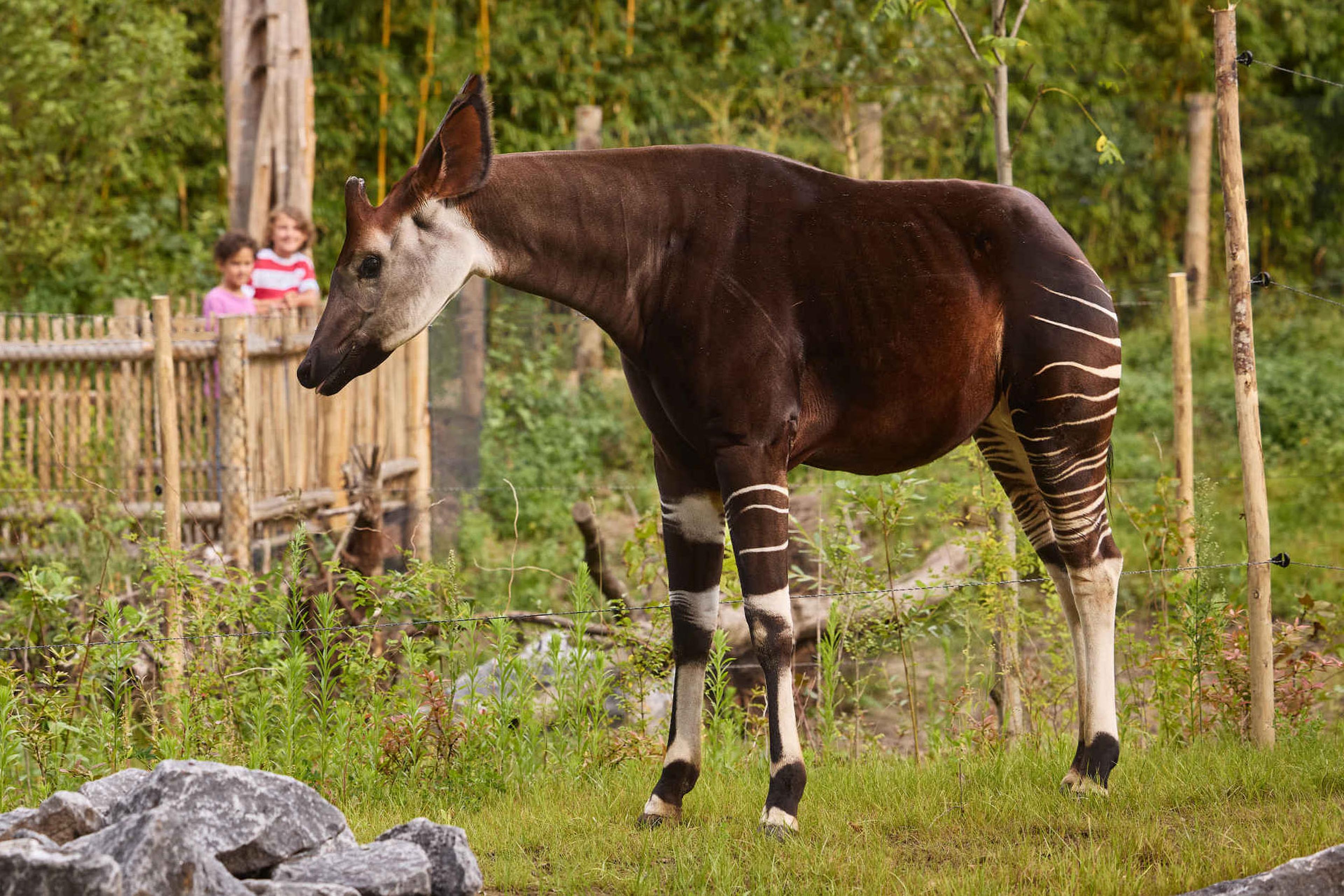 Een close-up van een okapi in Ngyuwe in ZooParc Overloon