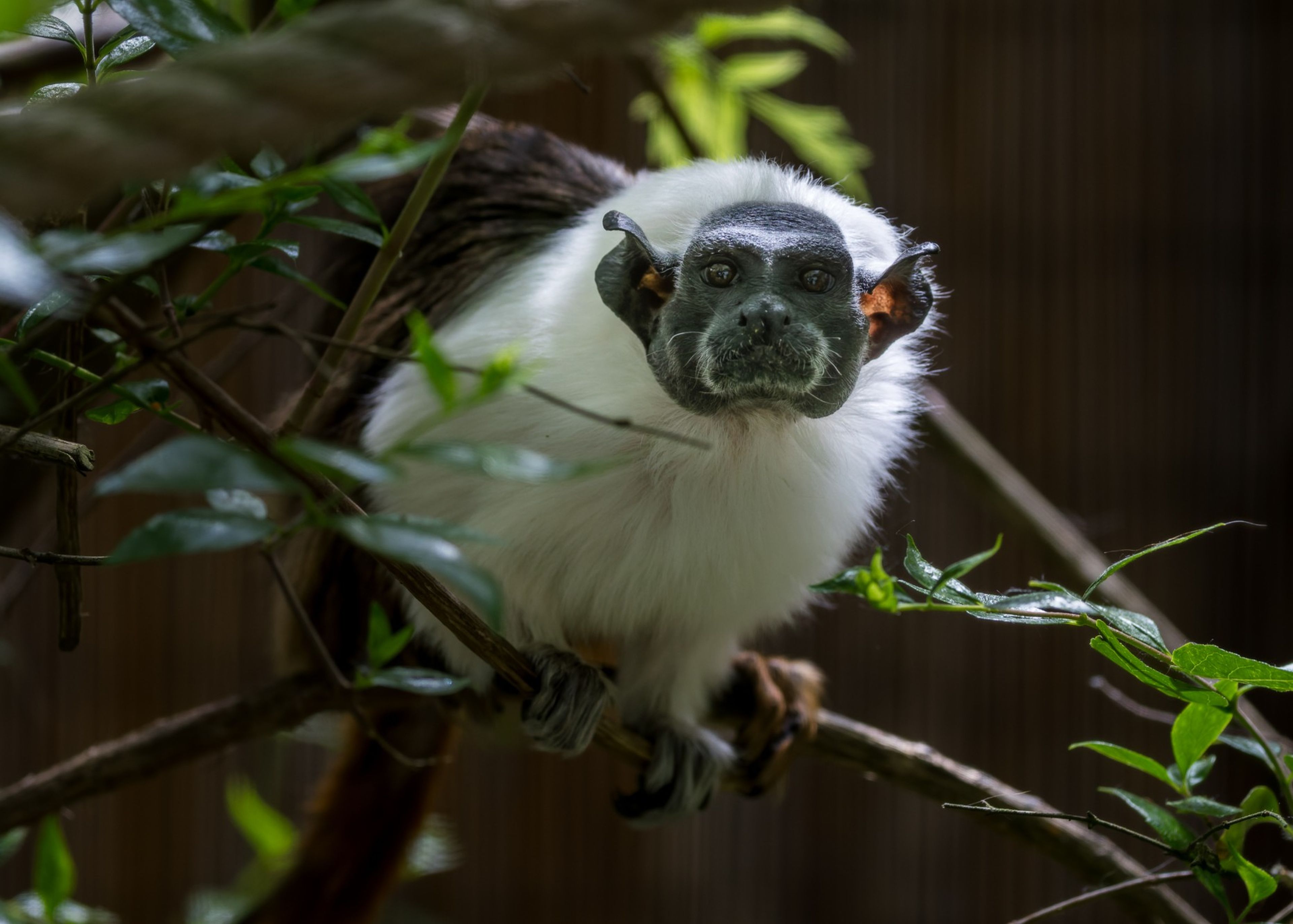 A white and black monkey with a fluffy mane sits on a branch surrounded by green leaves, looking directly at the camera.
