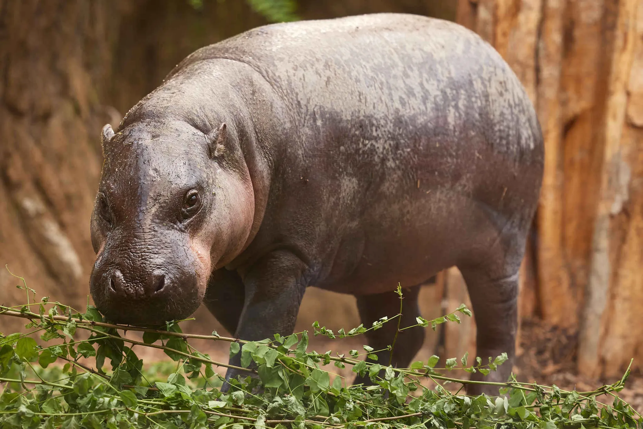 Een dwergnijlpaard in ZooParc Overloon