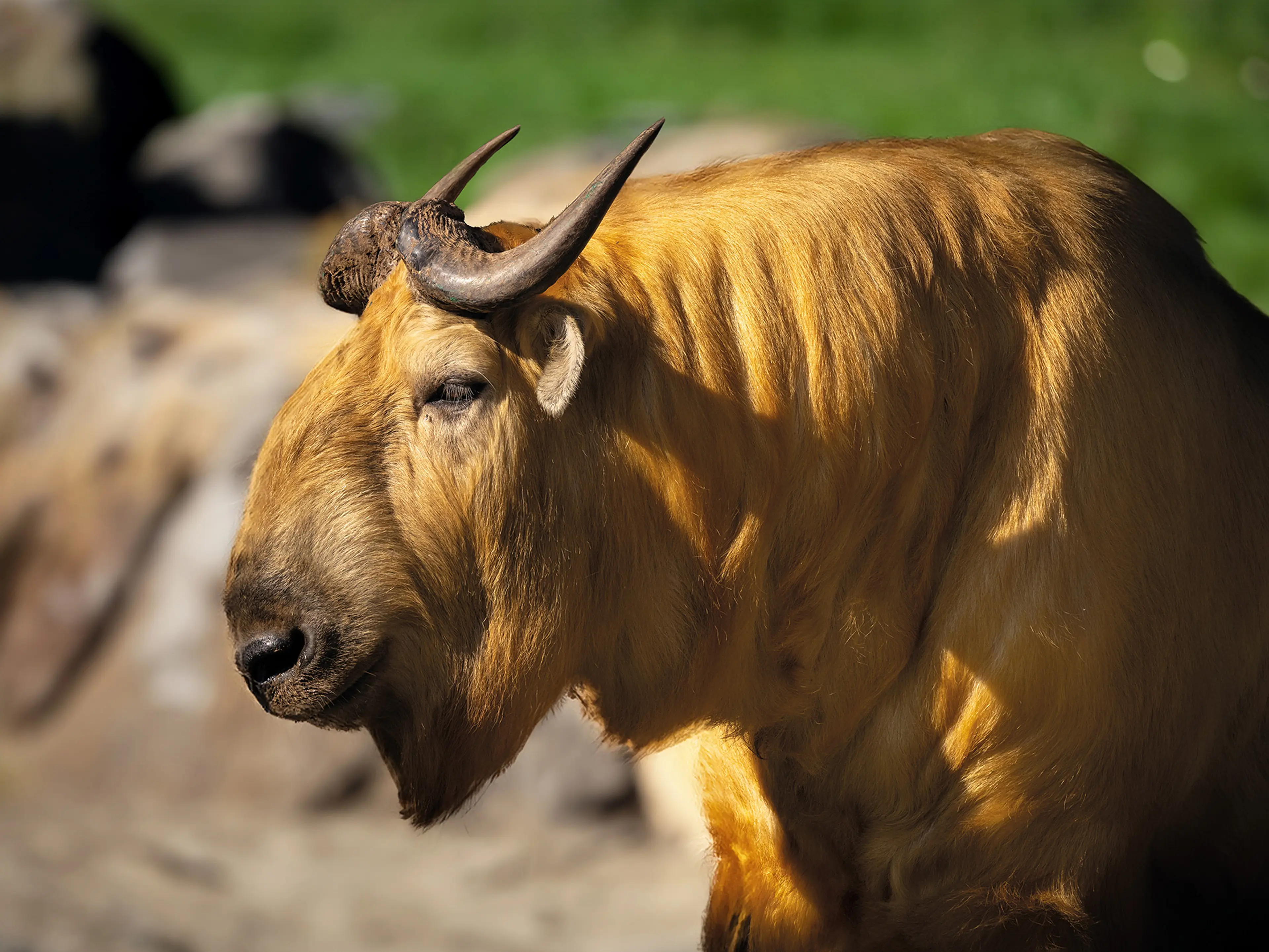 Een foto van een gouden takin bij Eindhoven Zoo.