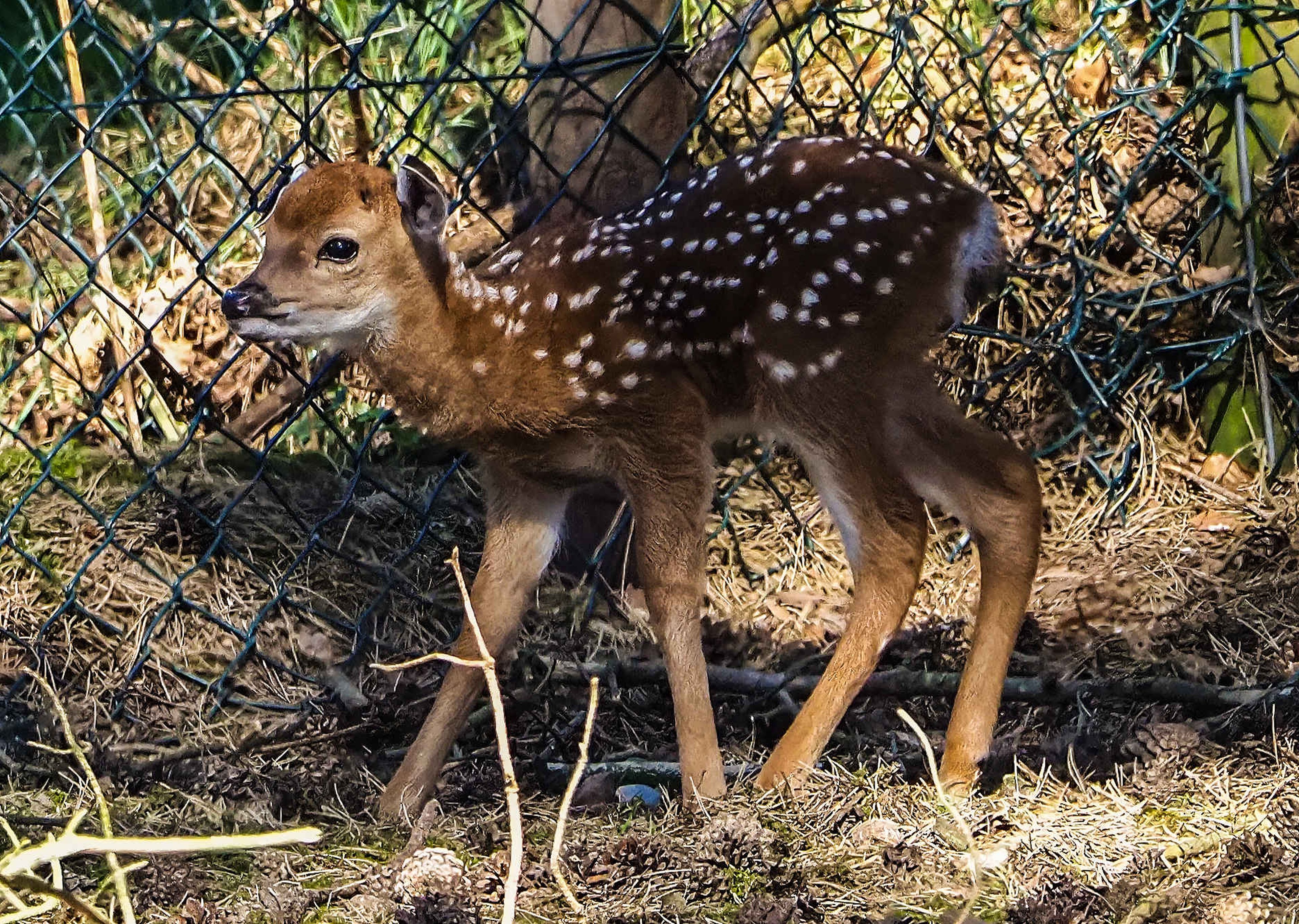 Vietnamees sikahert jong in Safaripark Beekse Bergen