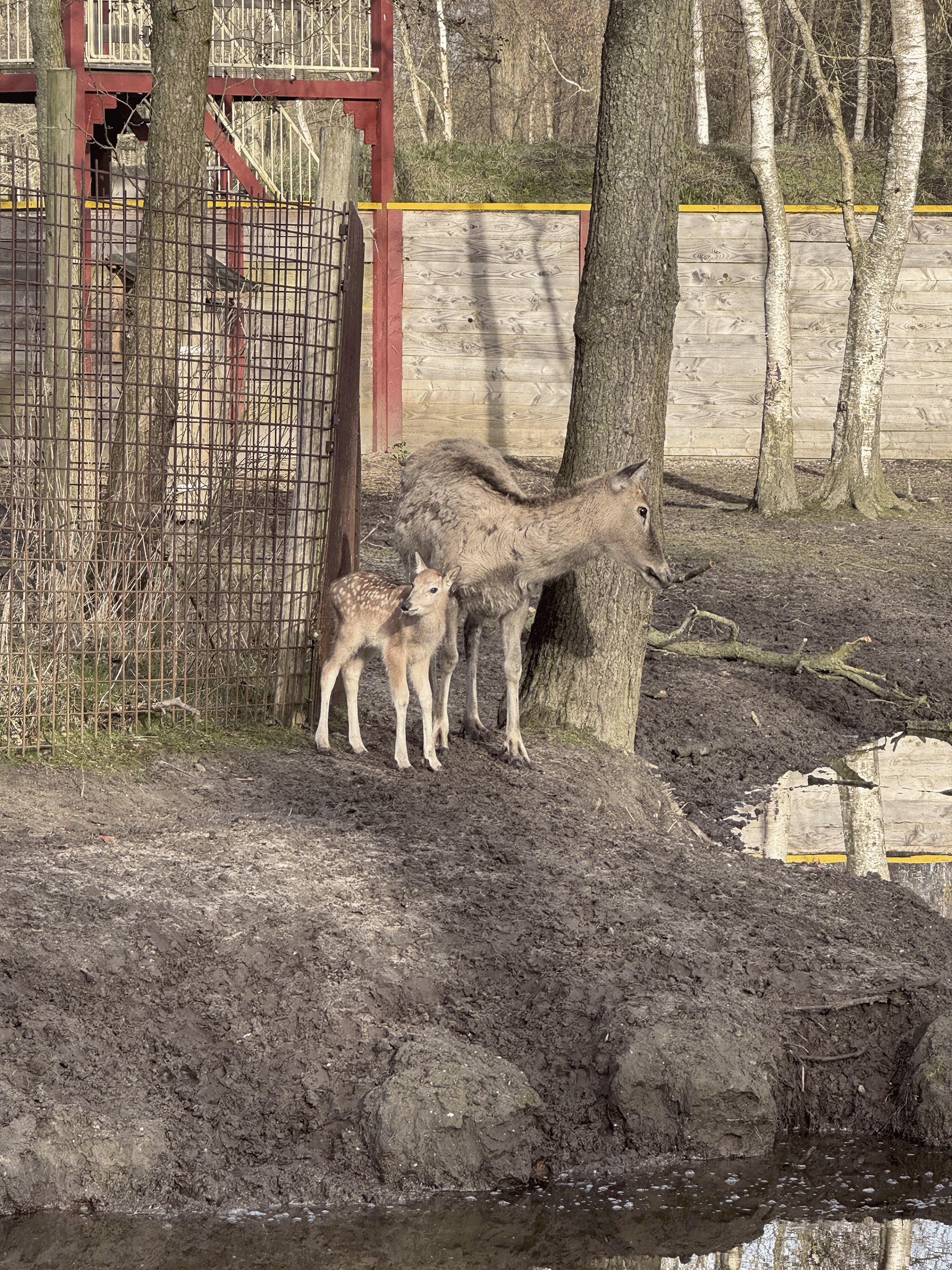 Geboorte Pater Davidsherten in AquaZoo Leeuwarden