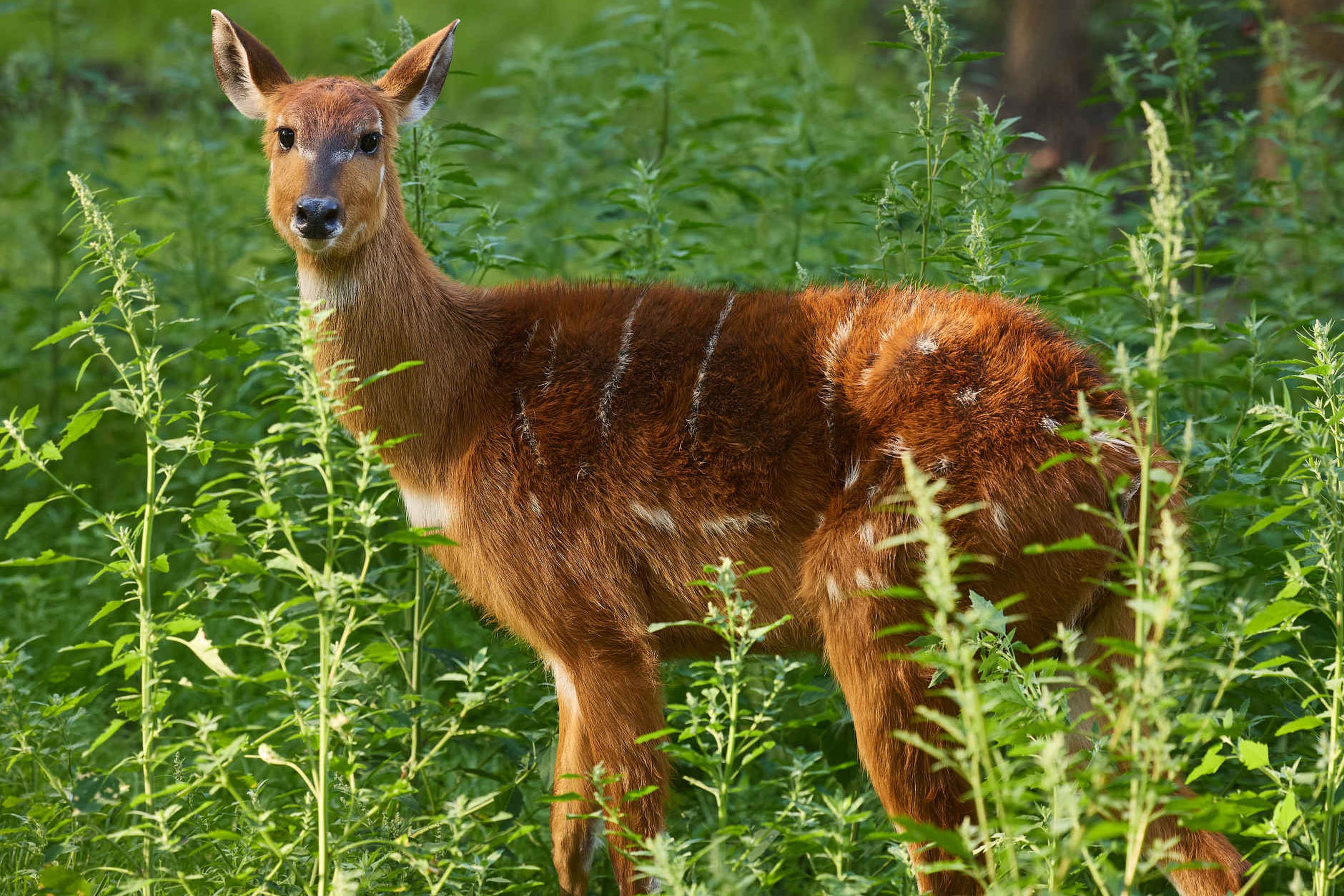 Een sitatoenga in ZooParc Overloon