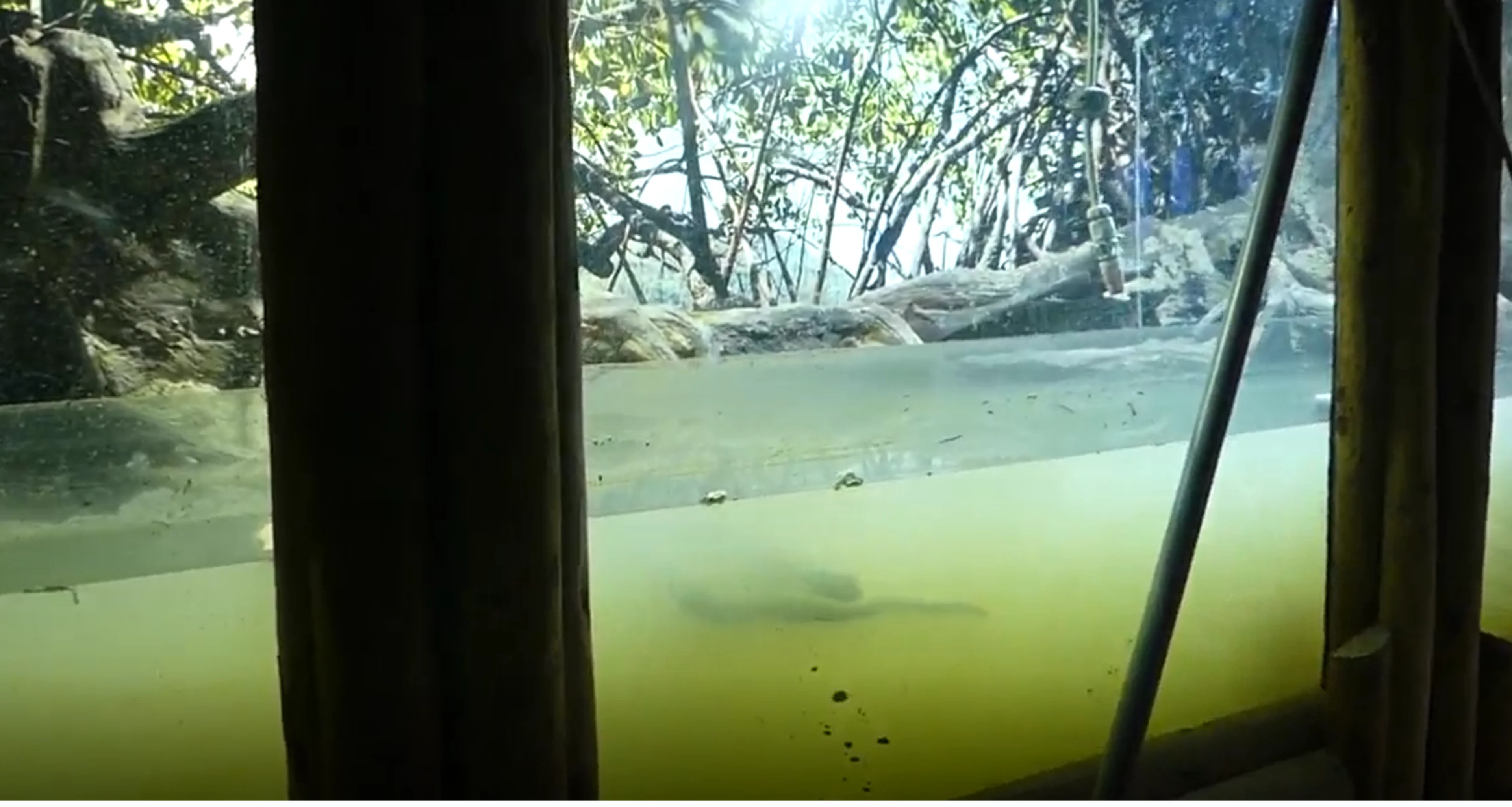 Update verbouwing aquarium Mangrove AquaZoo Leeuwarden