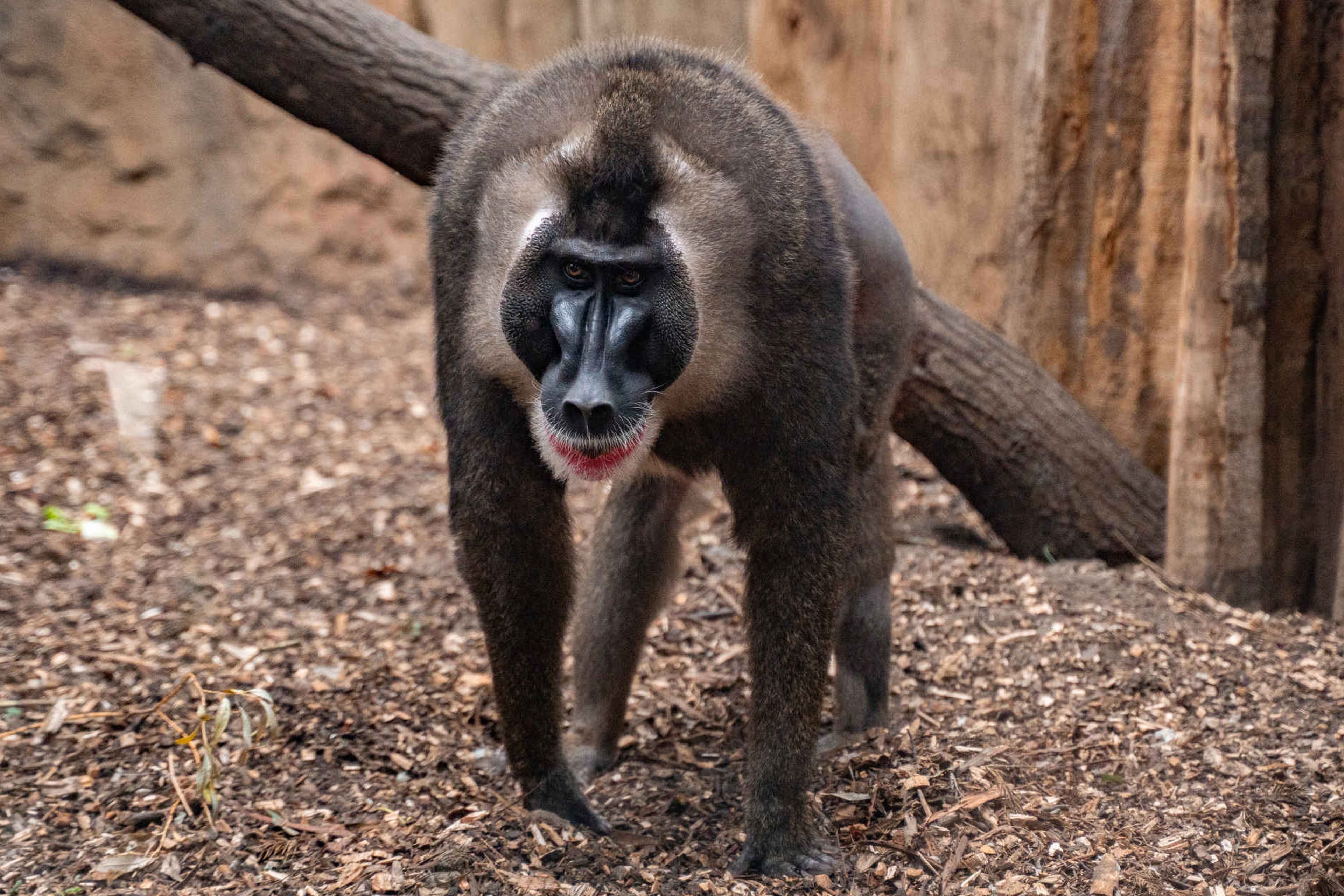 Een close-up van een dril in het binnenverblijf in ZooParc Overloon