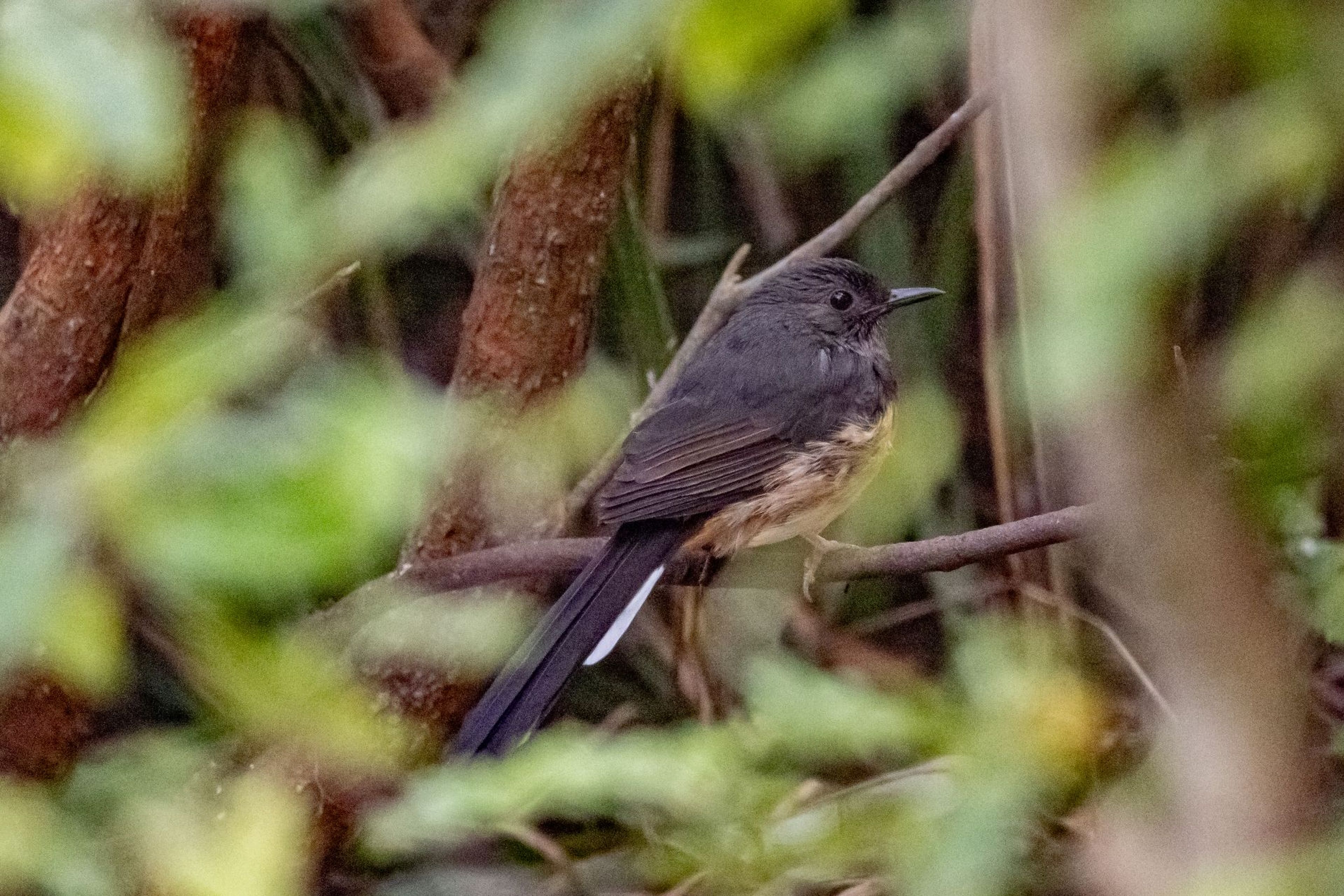A small bird perched on a branch, surrounded by blurred green foliage and twigs. The bird has a dark head and back with lighter underparts.