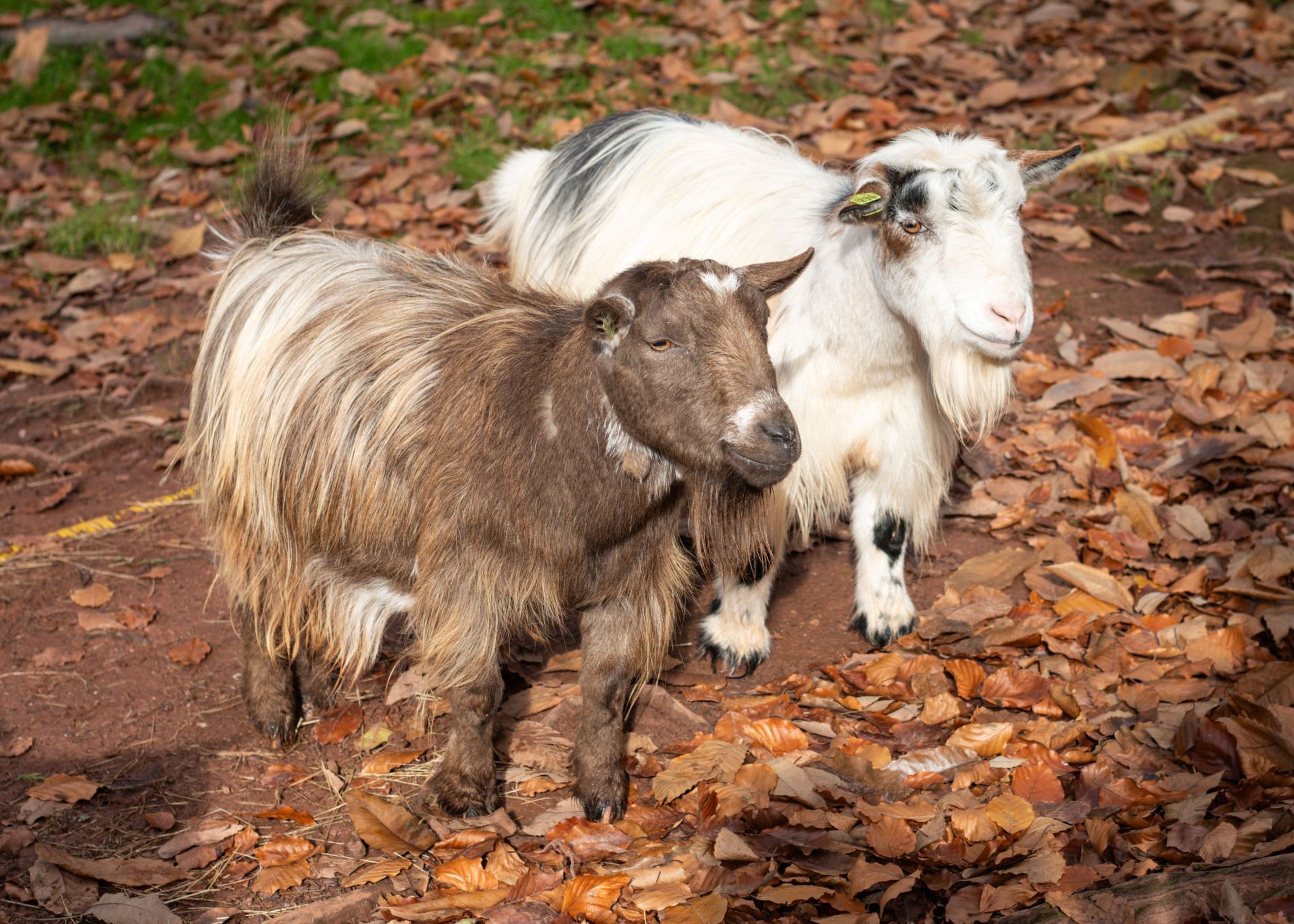Two goats standing on fallen leaves, one brown and one white with black patches, under a sunny sky. At Paignton Zoo in Devon, UK