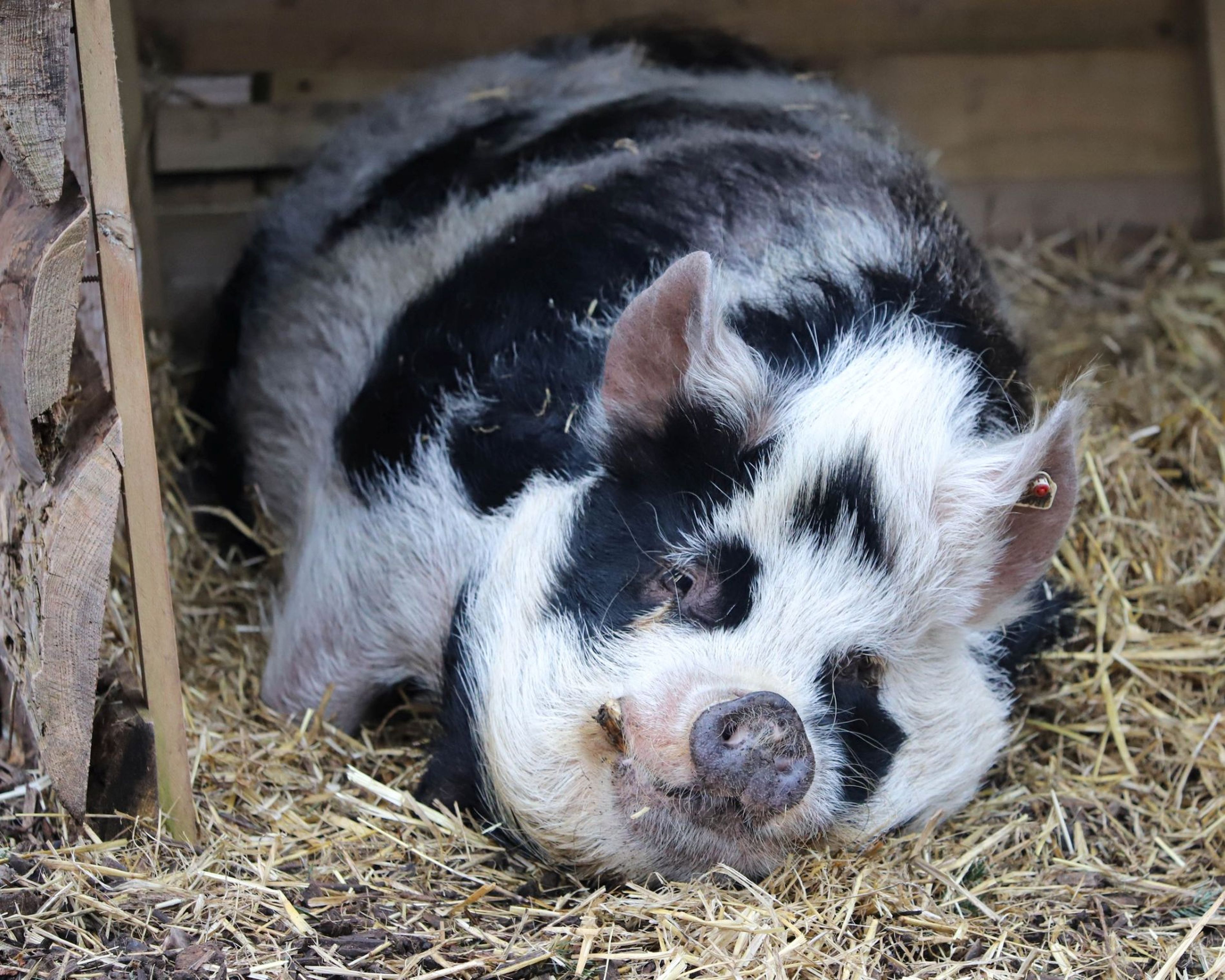 Kunekune pig lying down in the hay at Paignton Zoo in Devon, UK