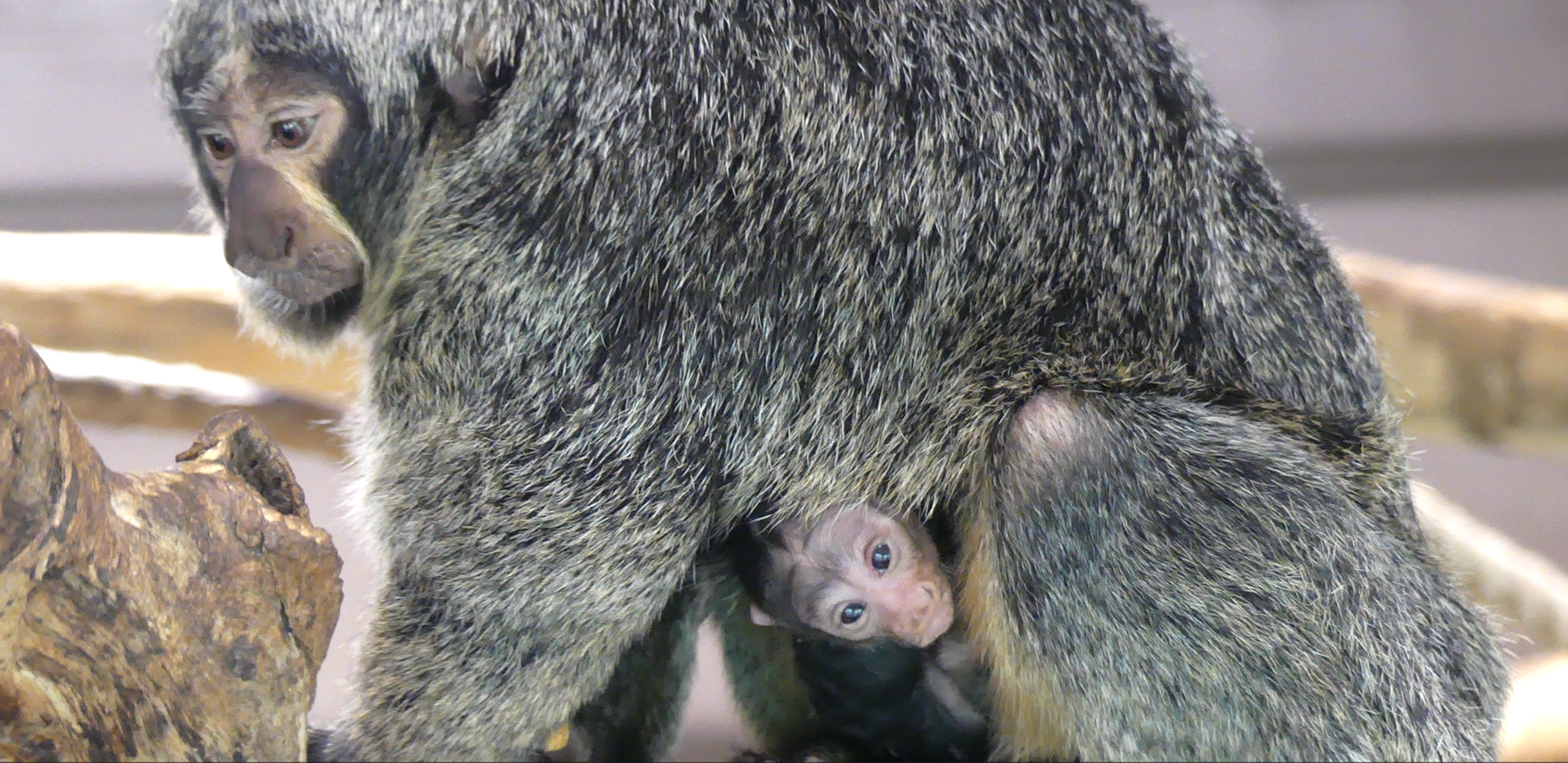 Jonge witgezichtsaki geboren AquaZoo Leeuwarden