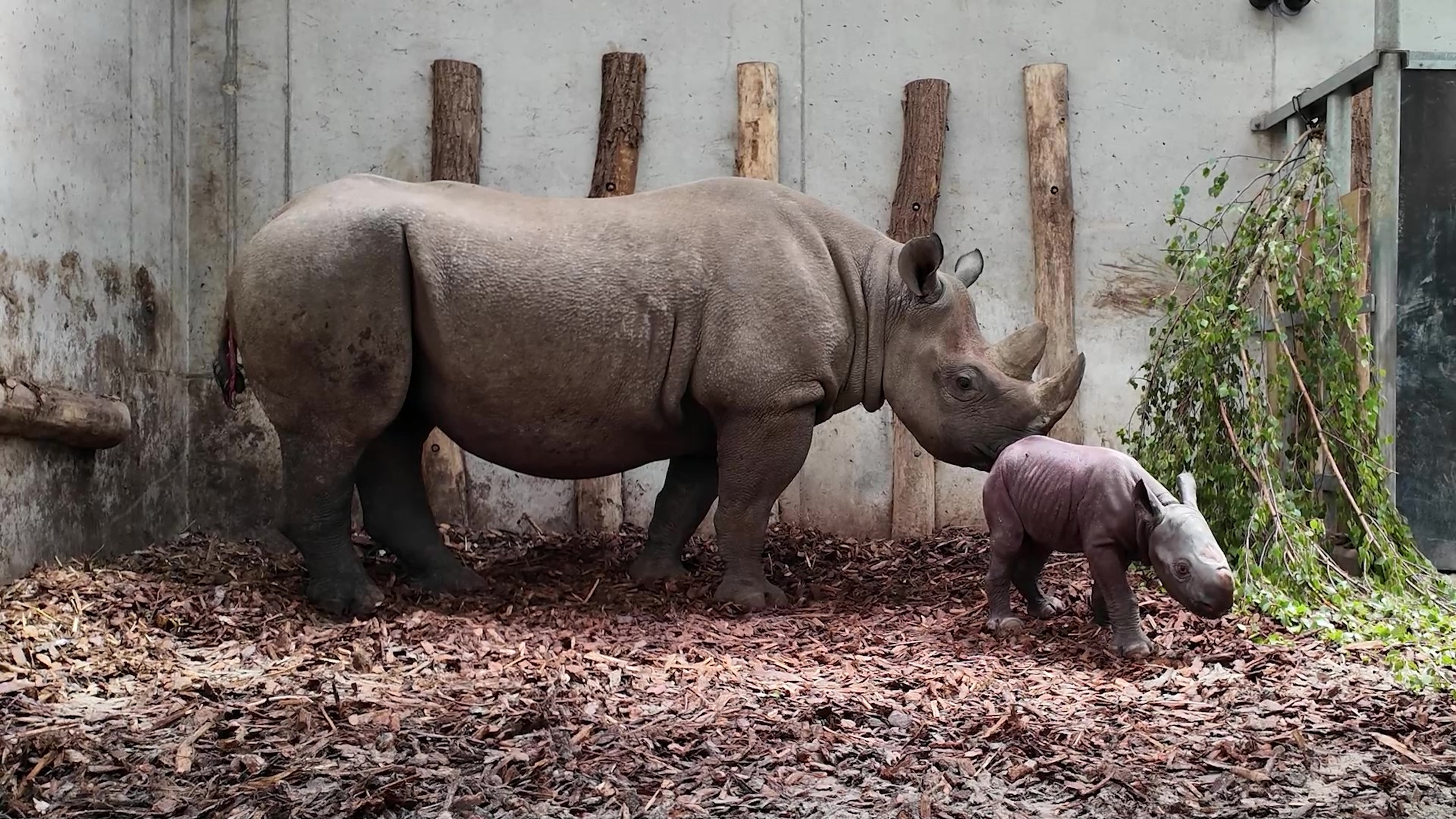 Geboorte puntlipneushoorn in Safaripark Beekse Bergen