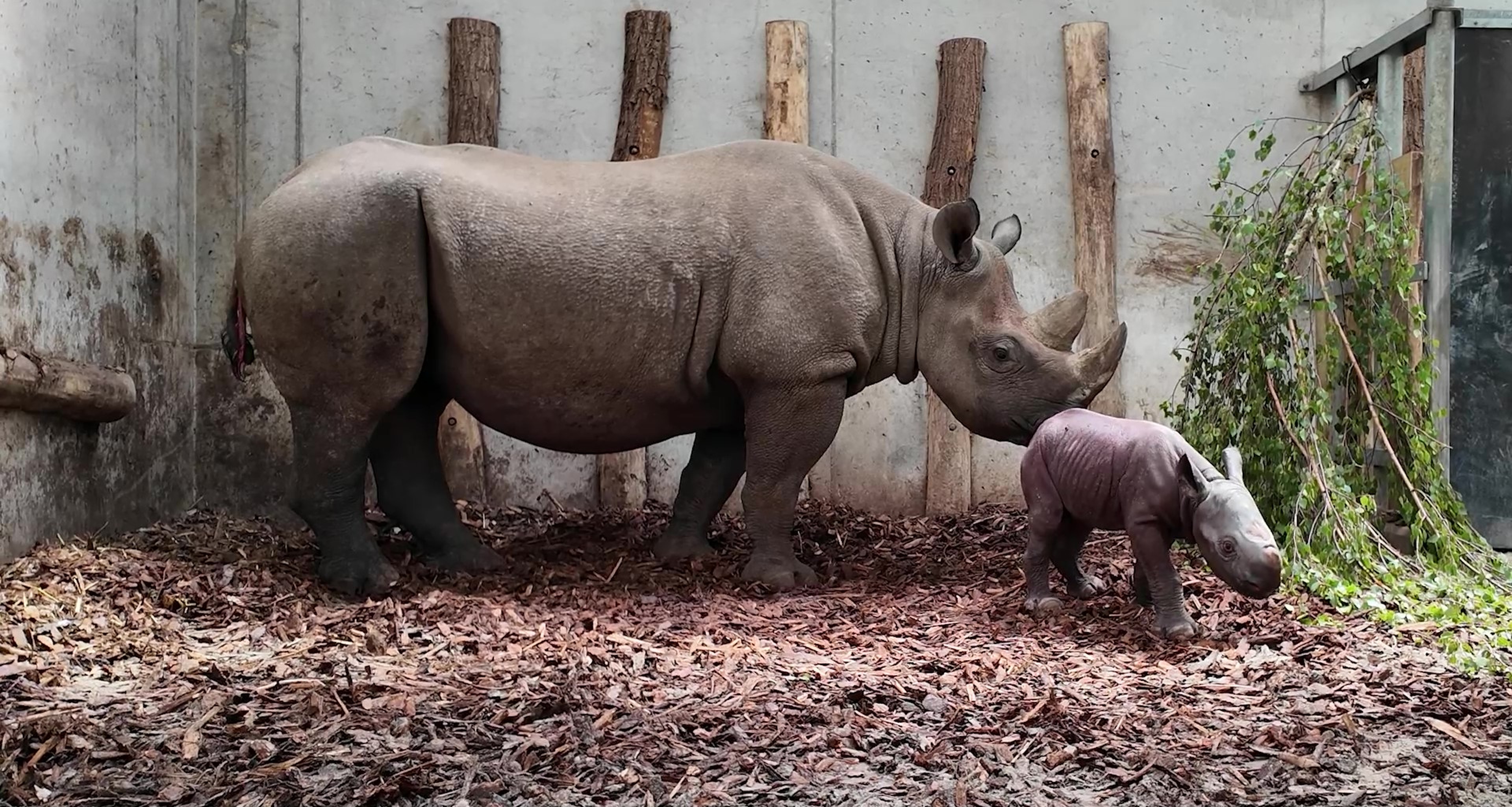 Geboorte puntlipneushoorn in Safaripark Beekse Bergen