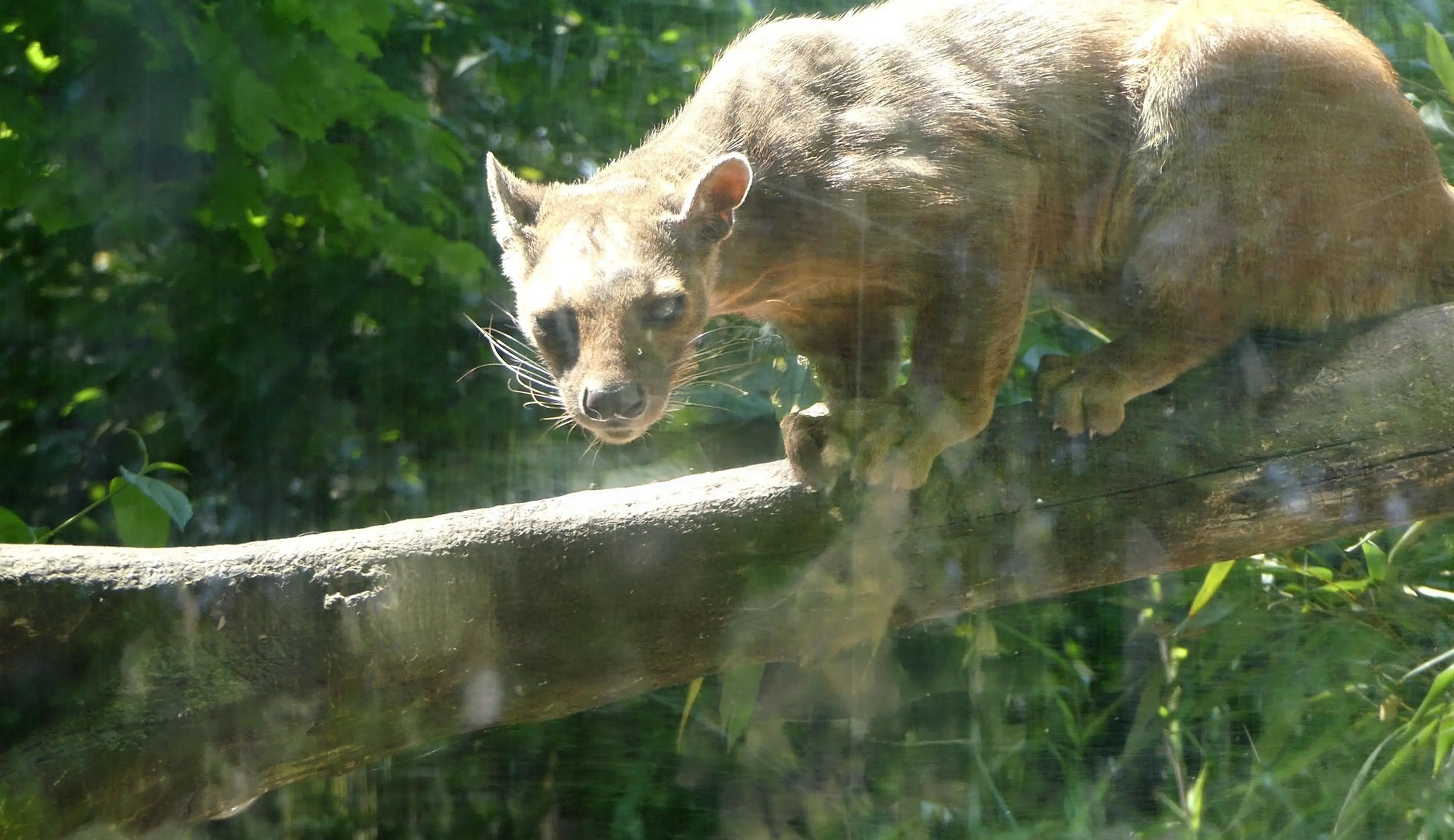 Fossa in ZooParc Overloon