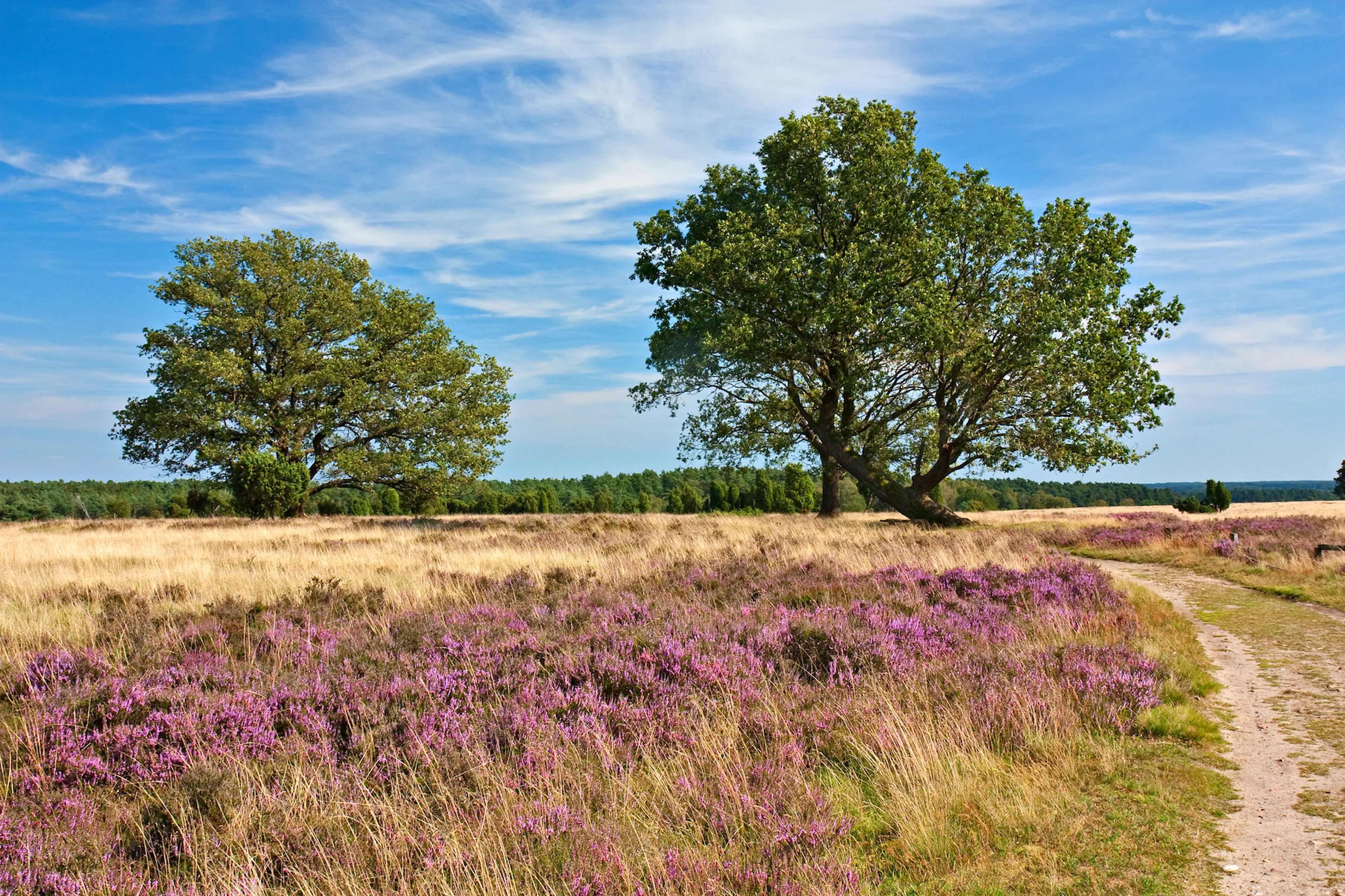 Omgeving en natuur bij Beekse Bergen
