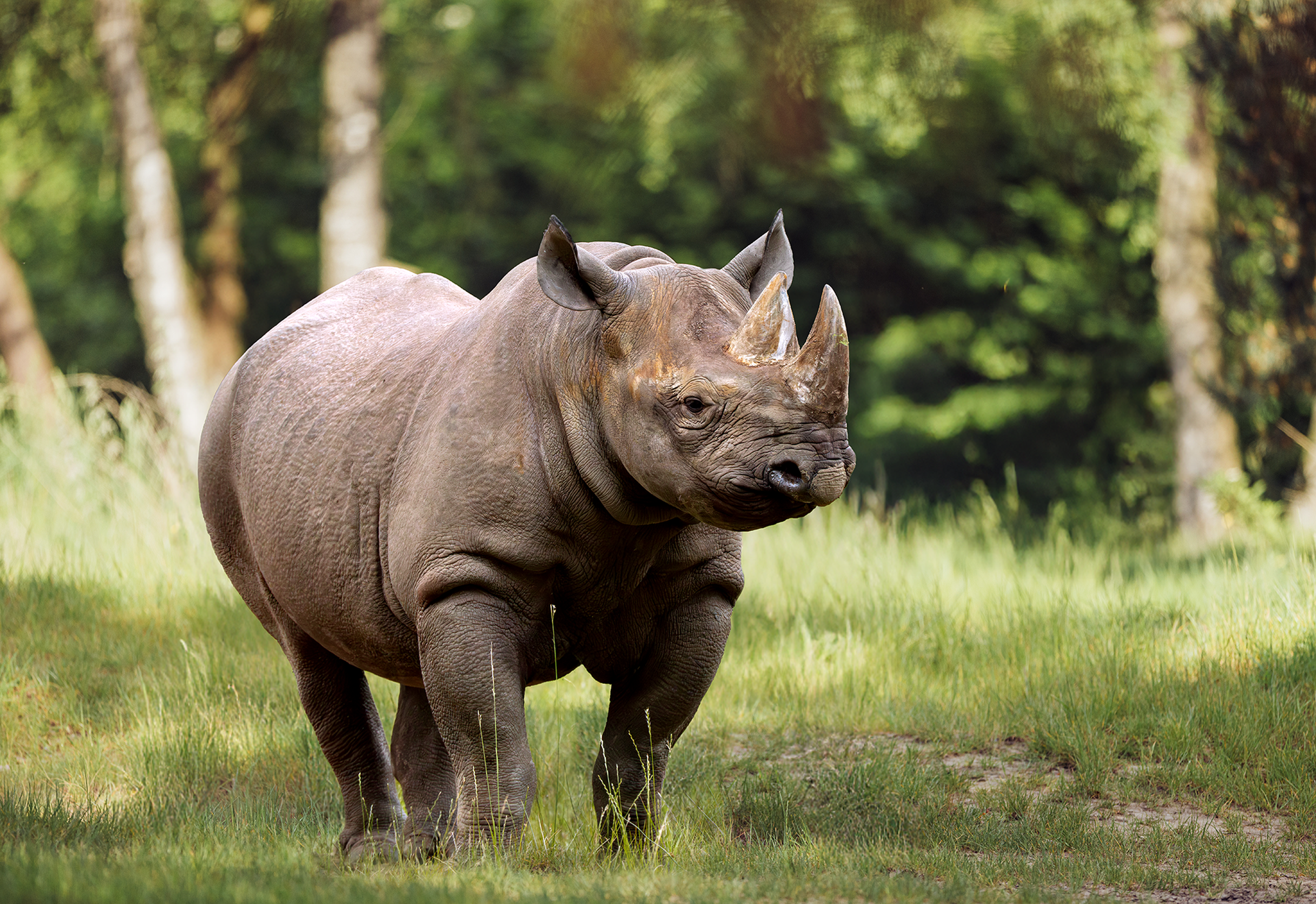 Puntlipneushoorn buiten in verblijf in Safaripark Beekse Bergen