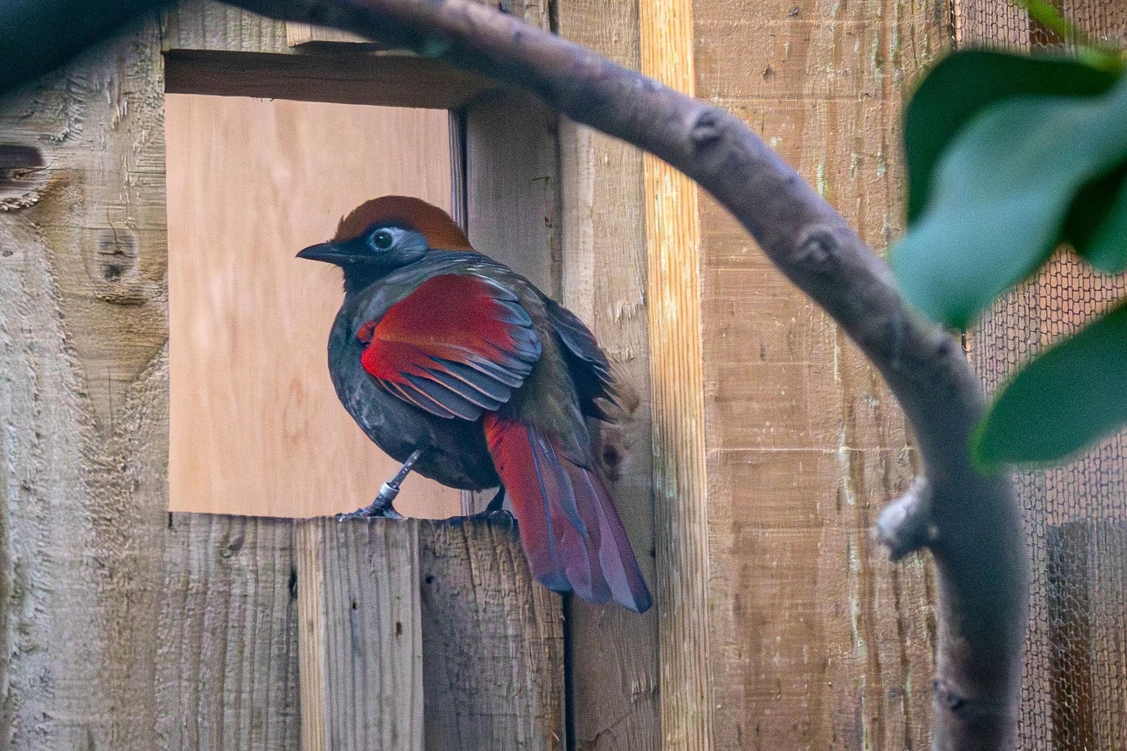 Bird with vibrant red and brown plumage perched in a wooden enclosure, surrounded by branches and leaves.