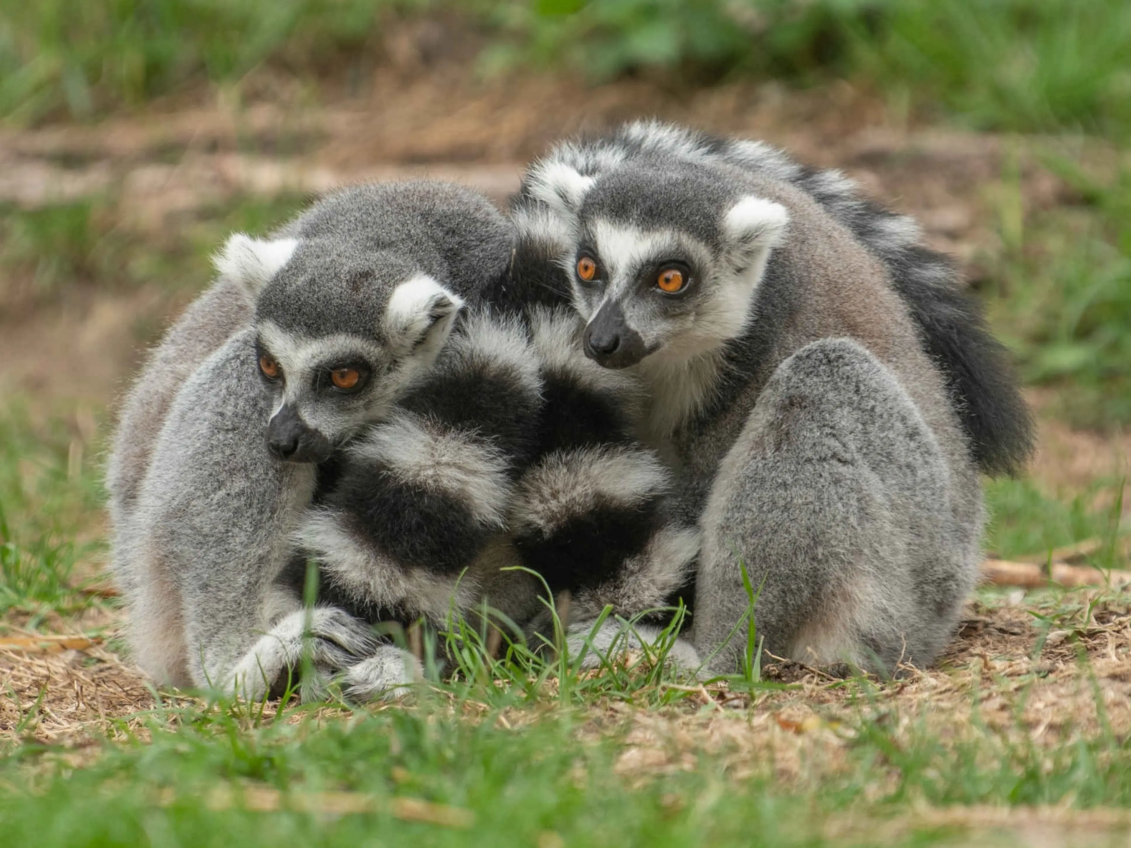 Twee ringstaartmaki's zitten in het gras bij Eindhoven Zoo.