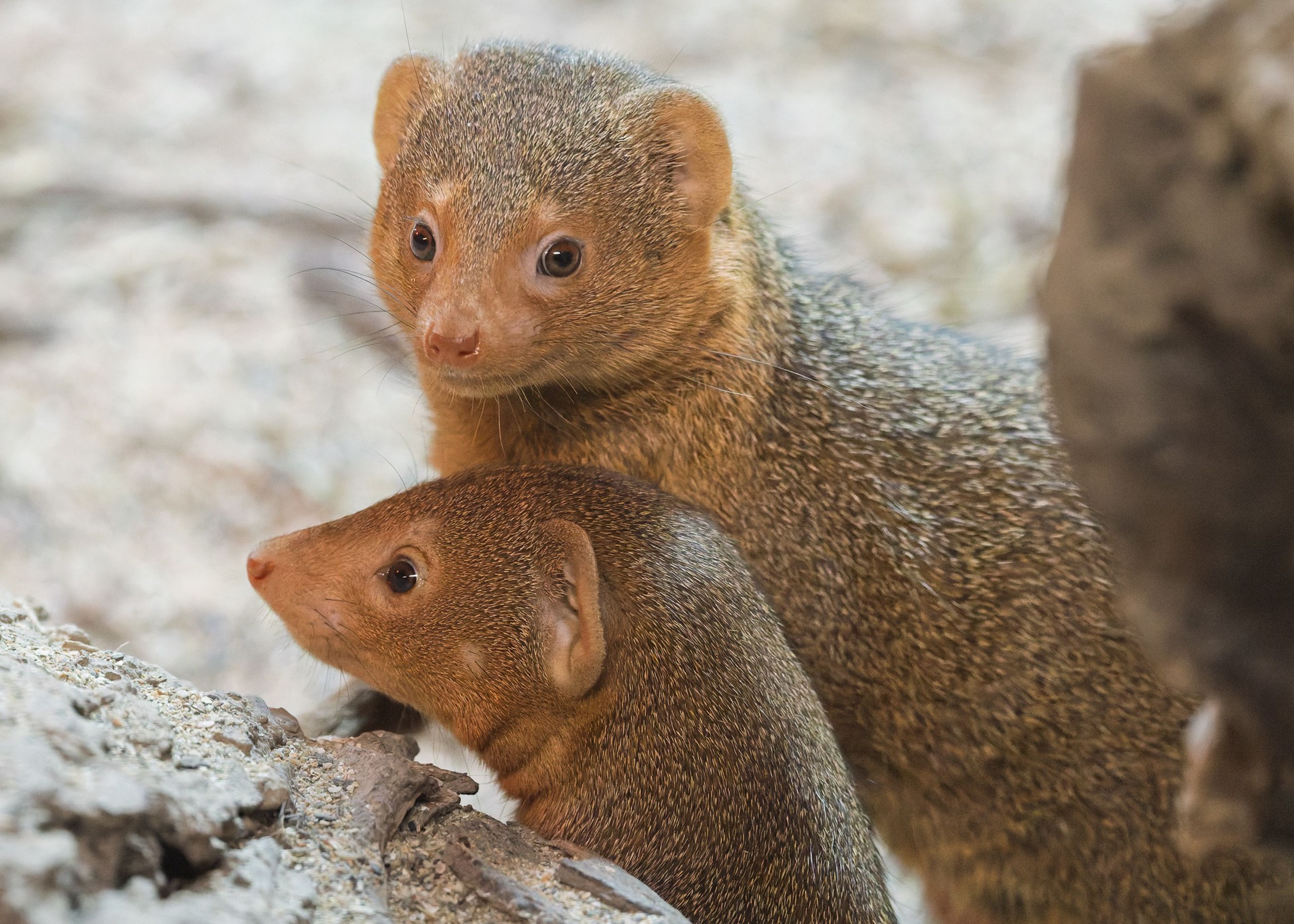 Two mongoose standing close together, one looking forward, the other glancing to the side, surrounded by a sandy environment.