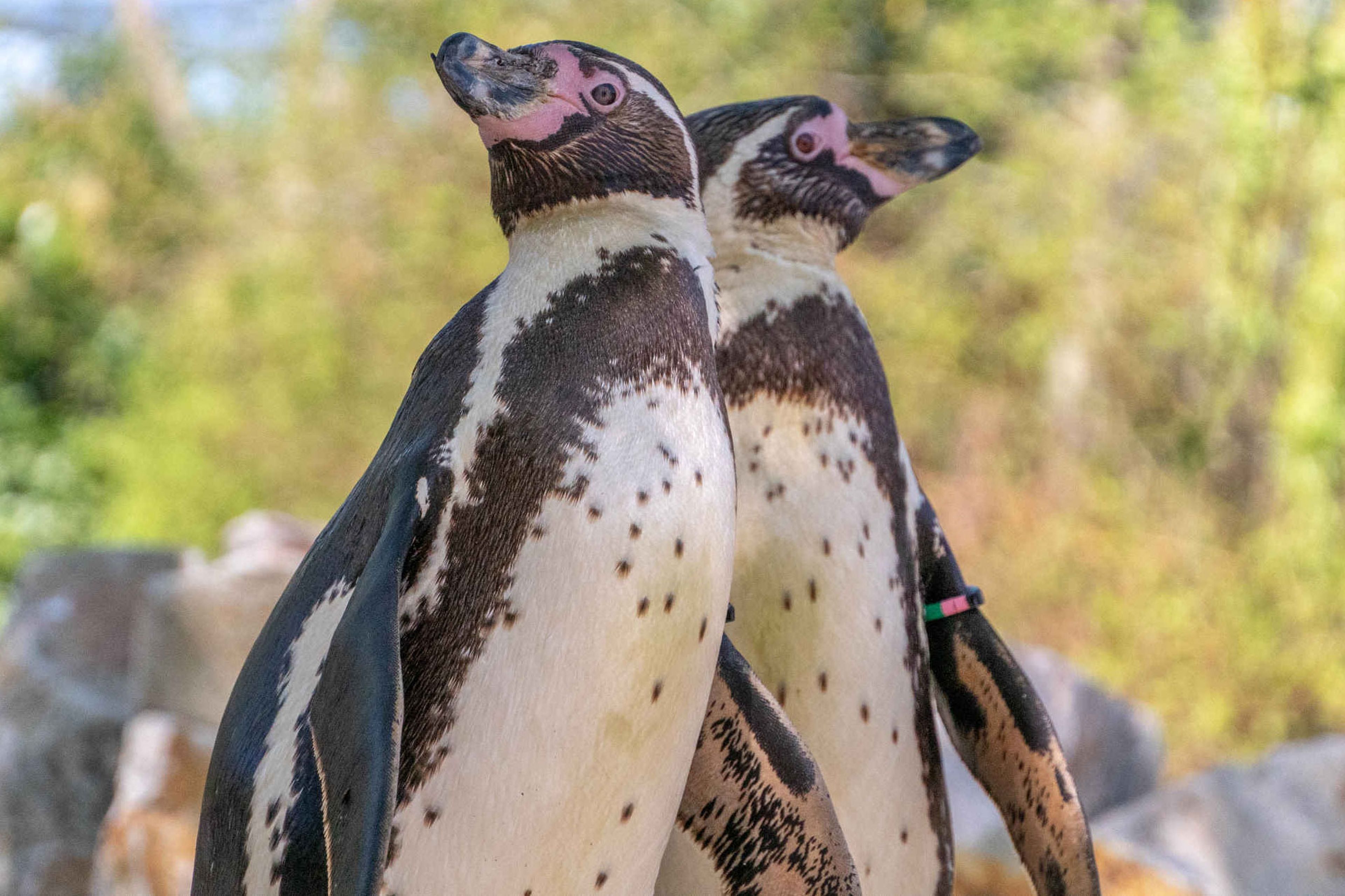 Twee pinguïns in Eindhoven Zoo
