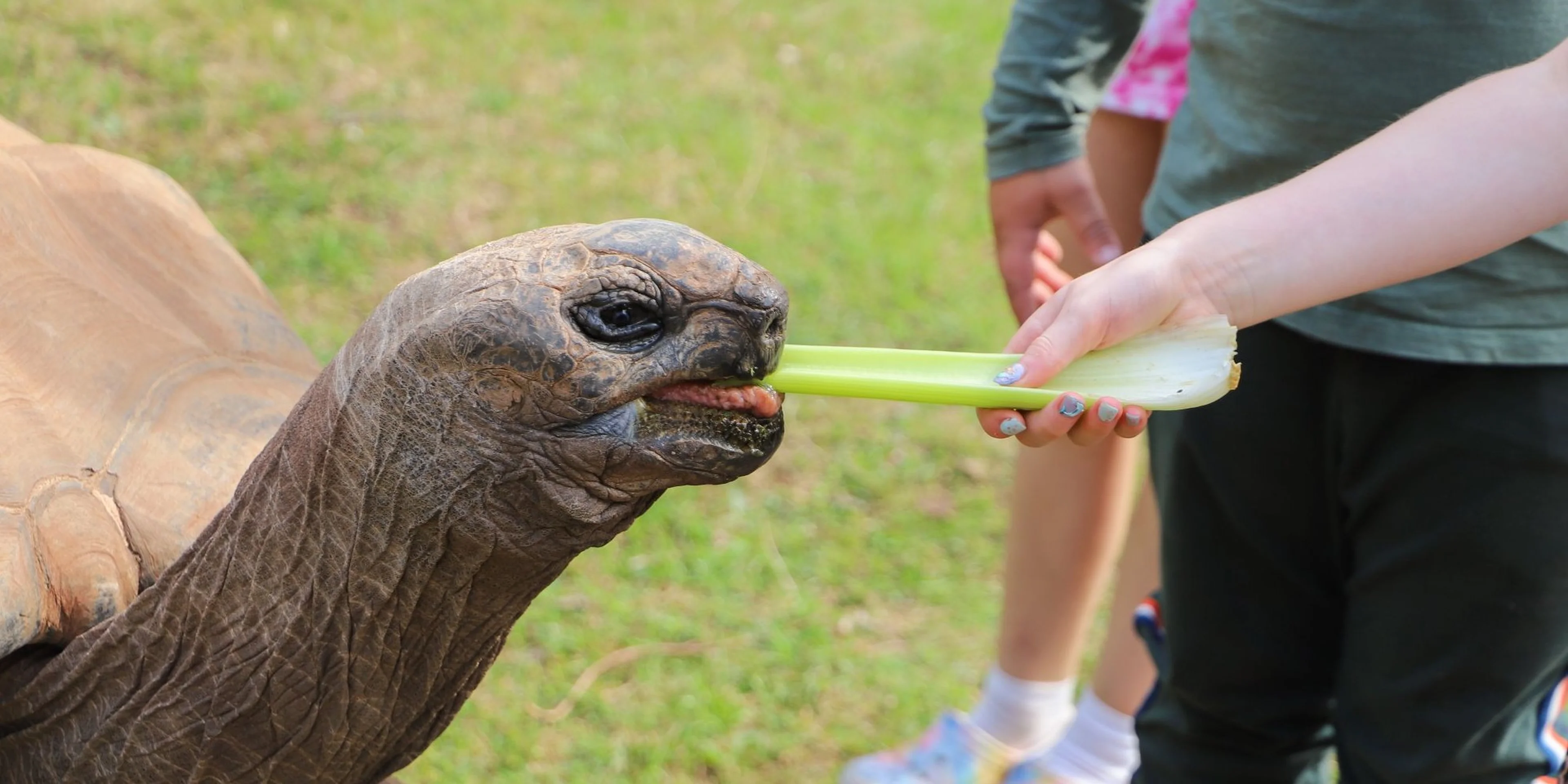 A person feeding a large tortoise a stalk of celery while others watch, set on a grassy area.