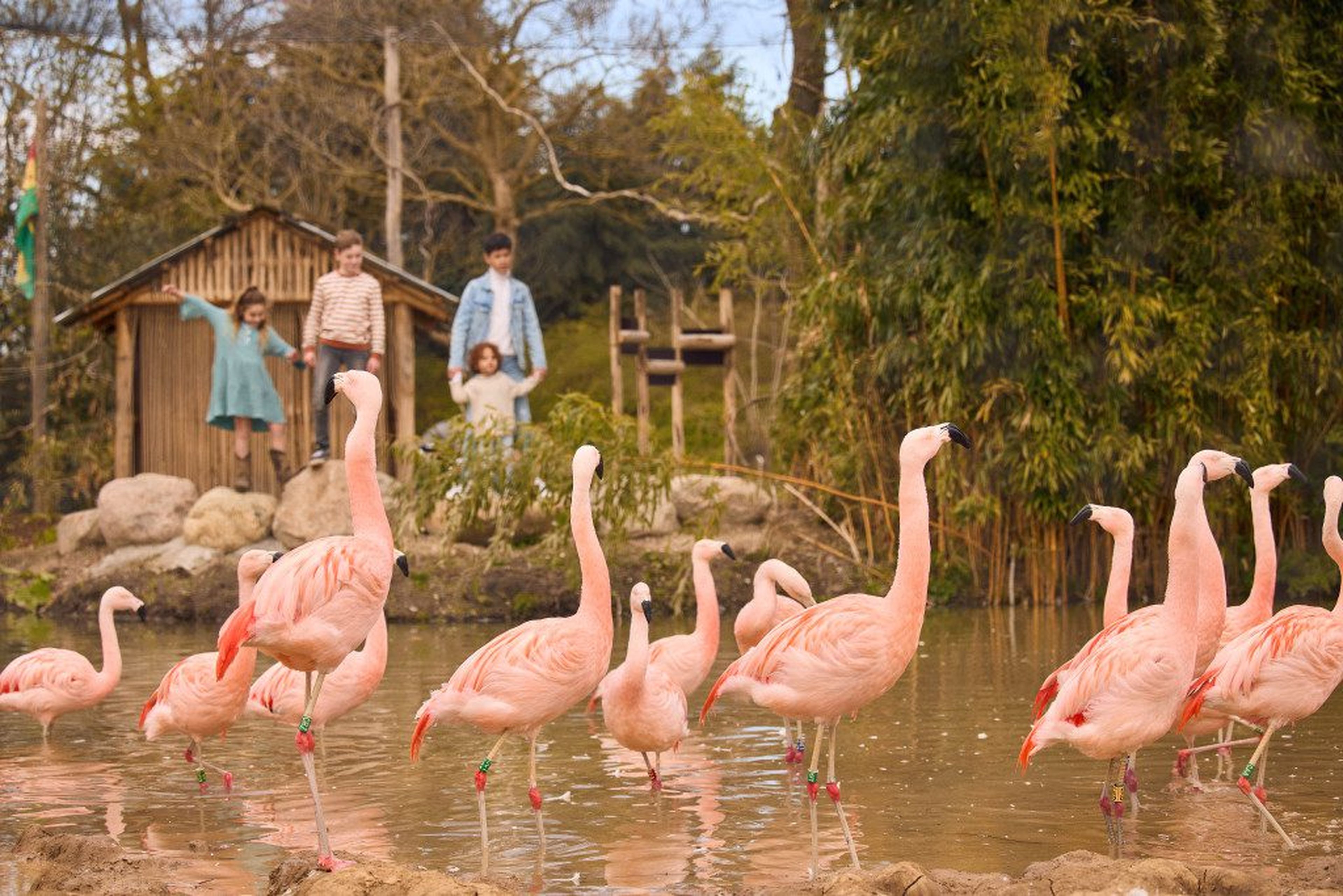 ZooParc flamingos
