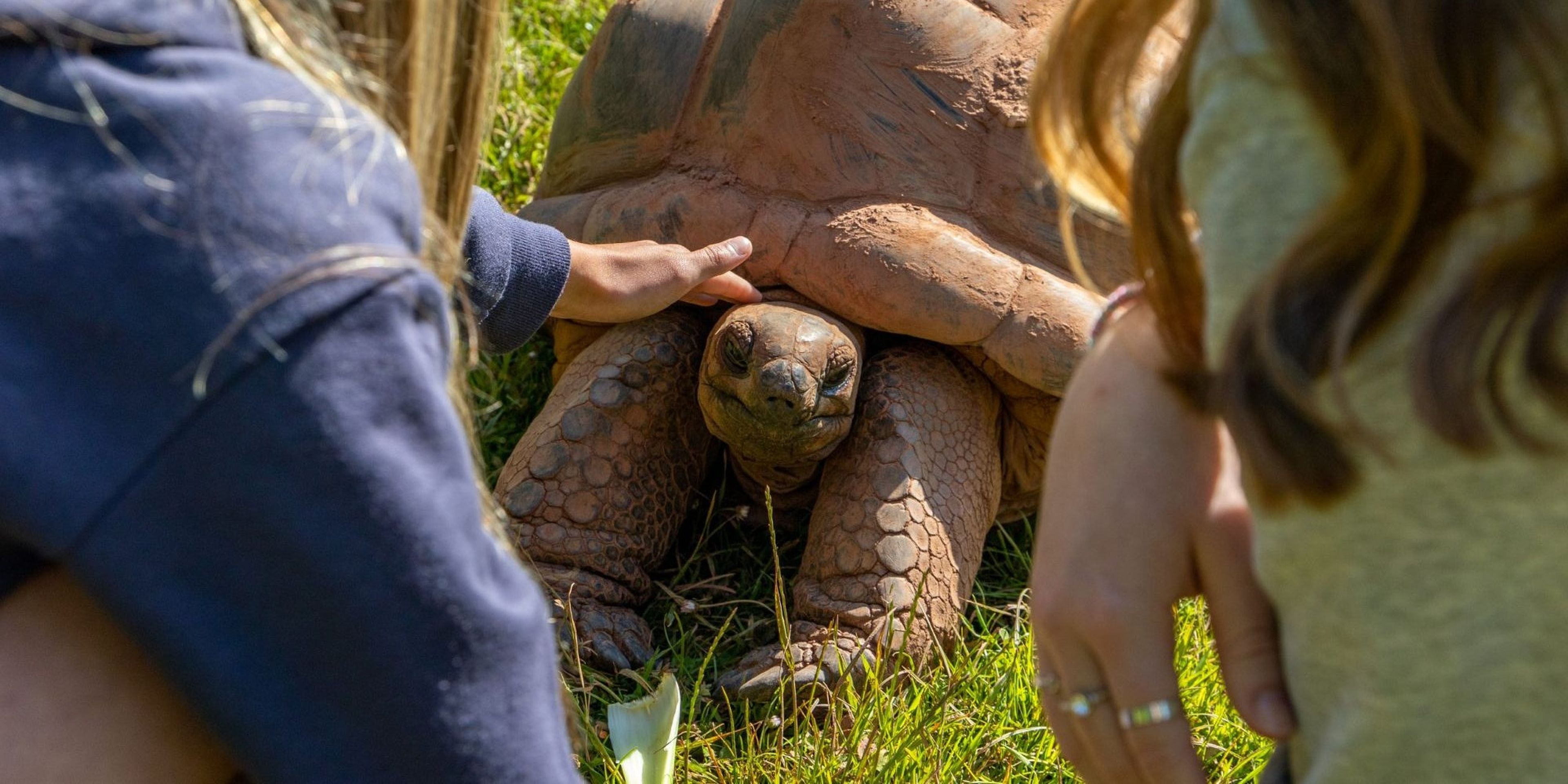 Two people gently touch a large tortoise on a grassy field. The tortoise's head is visible, and it appears calm and relaxed.