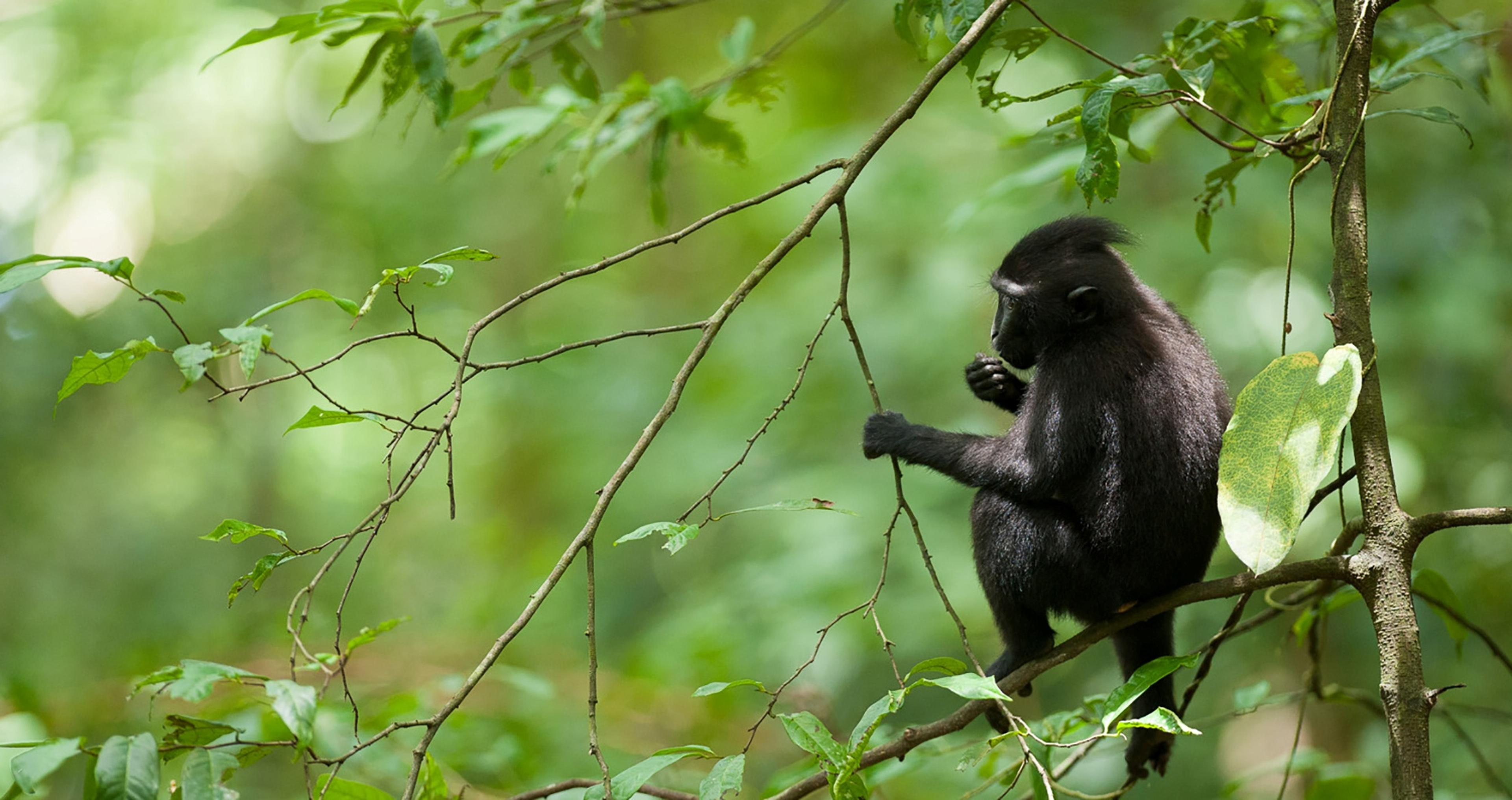 A Sulawesi crested black macaque sitting on a tree in Tangkoko forest, Indonesia