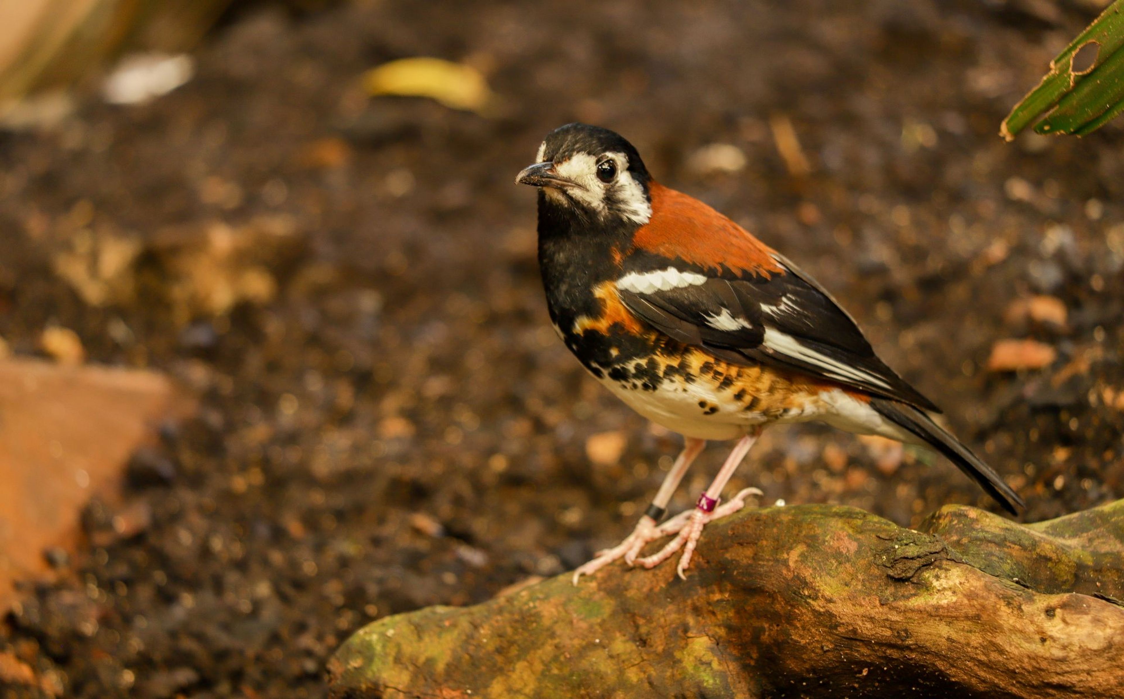 A colorful bird with black, white, and rusty orange feathers stands on a log against a blurred brown background.