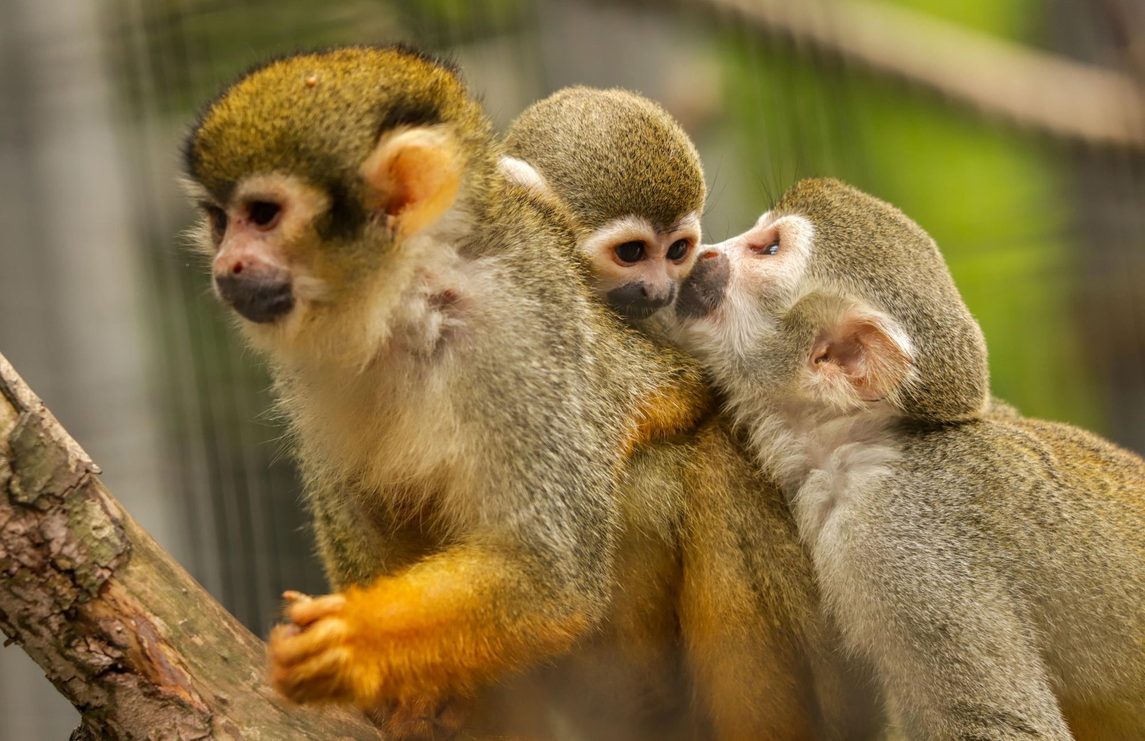 Three squirrel monkeys perched on a branch. Two are interacting closely, while the third looks away. Lush greenery is in the background.