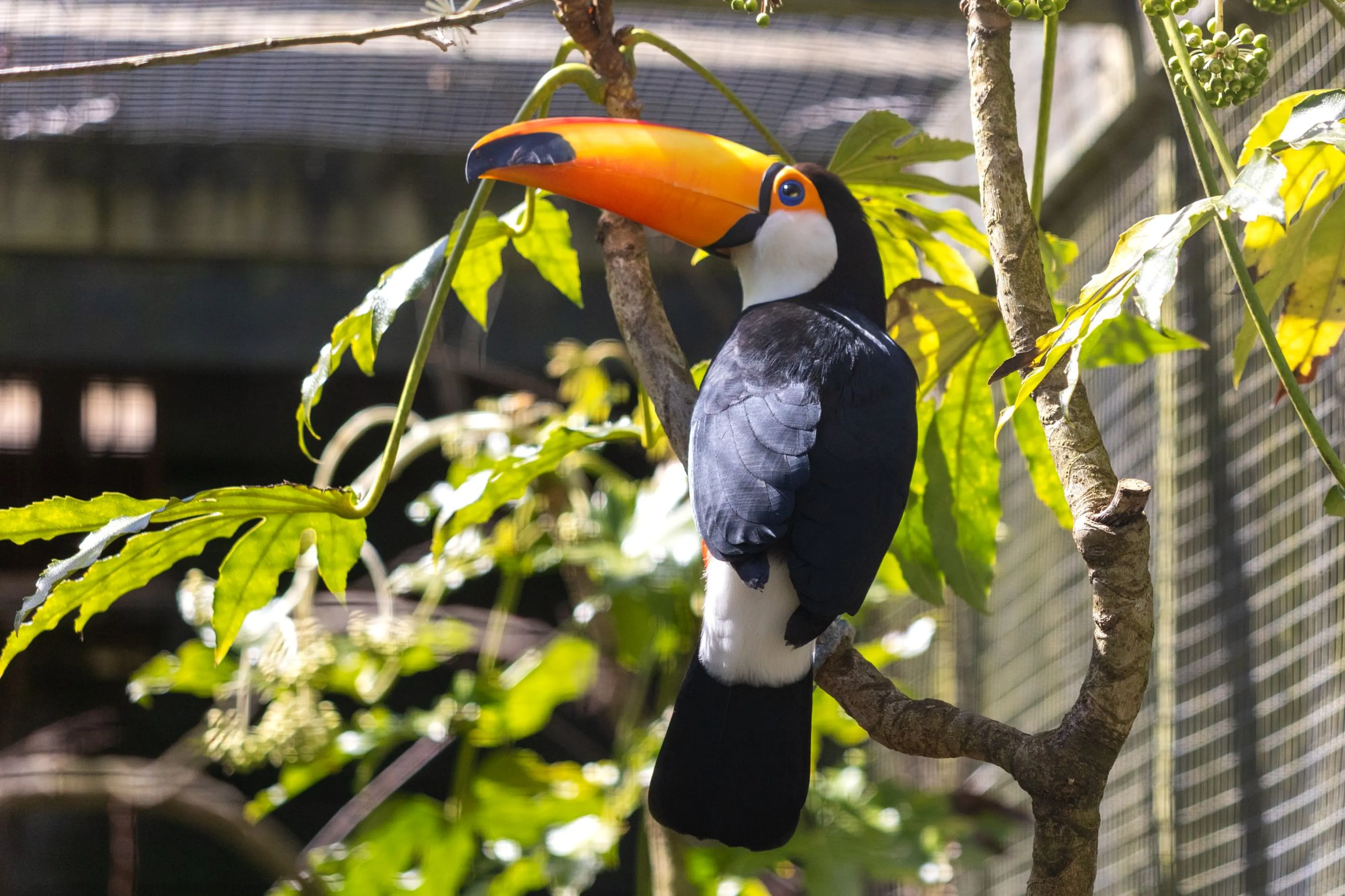 Toucan perched on a branch, displaying its vivid orange beak and black and white feathers, surrounded by green leaves.