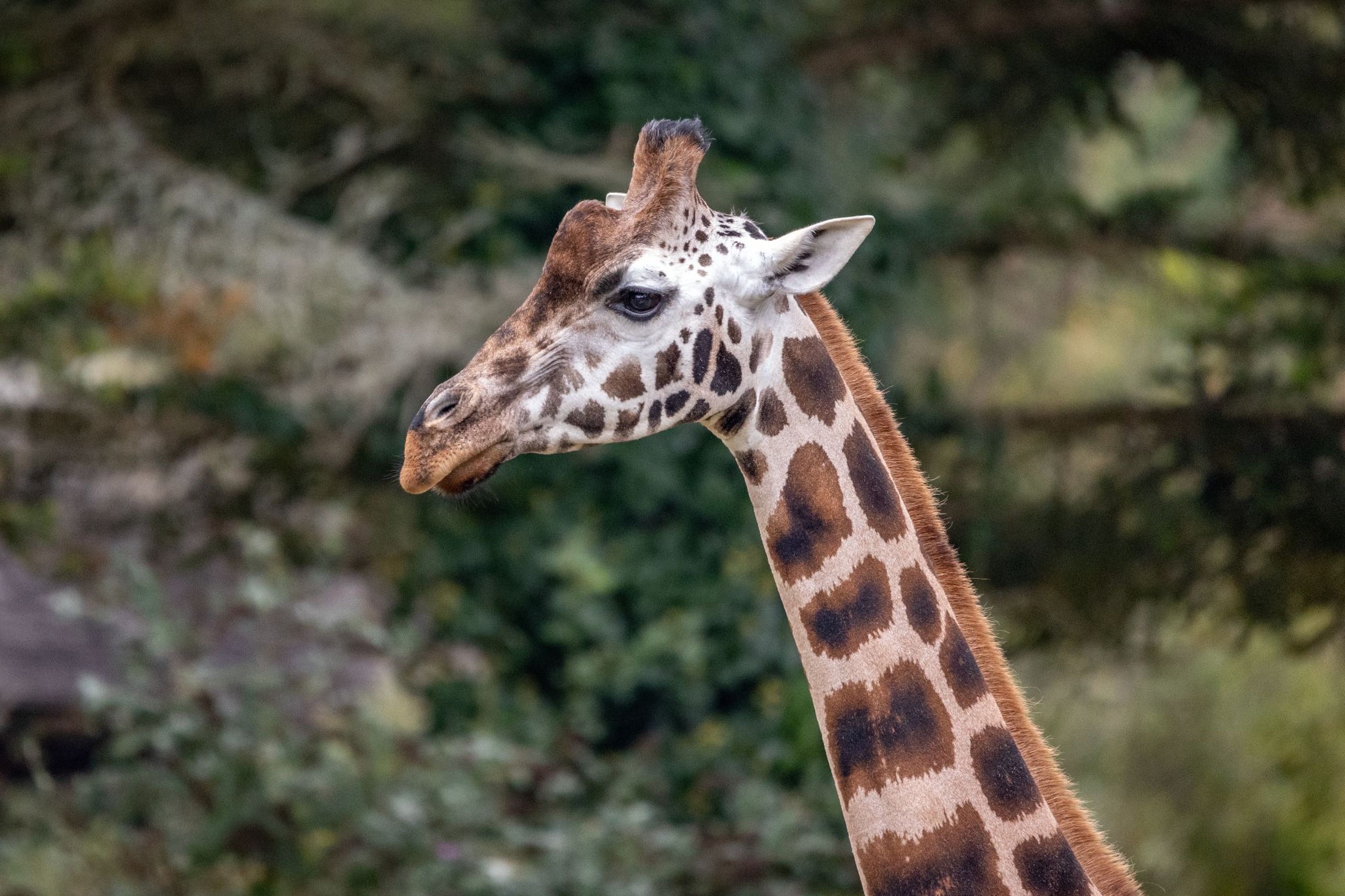 Side profile of a Rothschild's giraffe at Paignton Zoo in Devon, UK