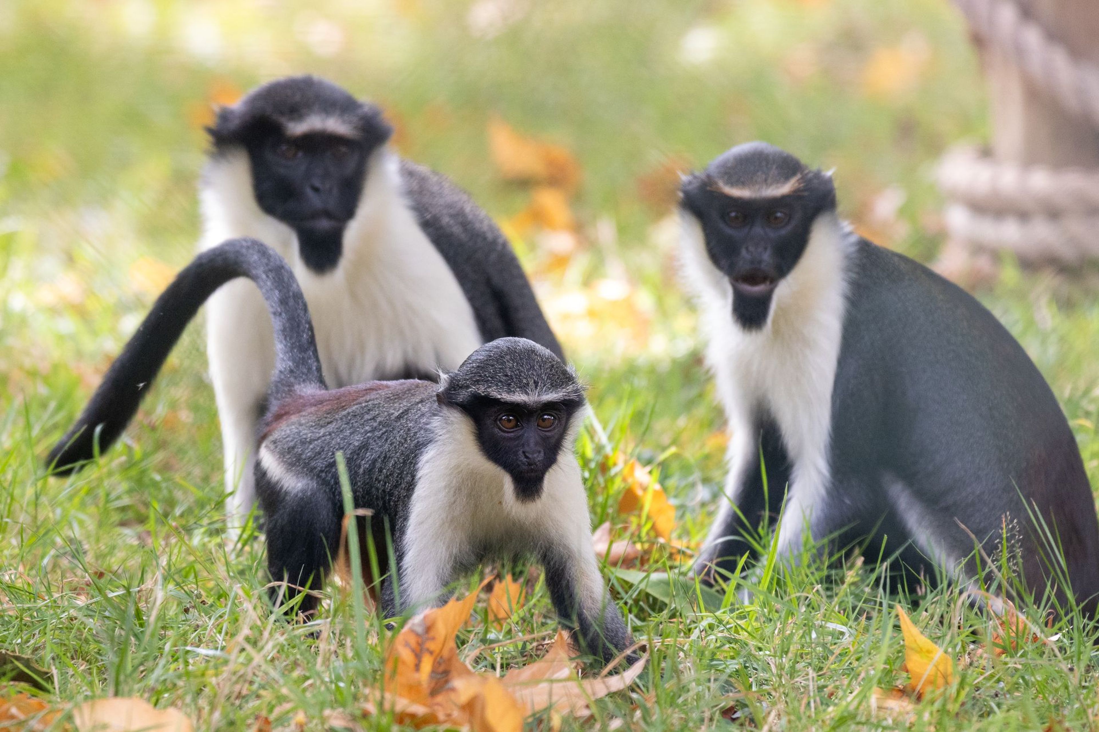 Diana monkey family sitting in the grass at Paignton Zoo in Devon, UK