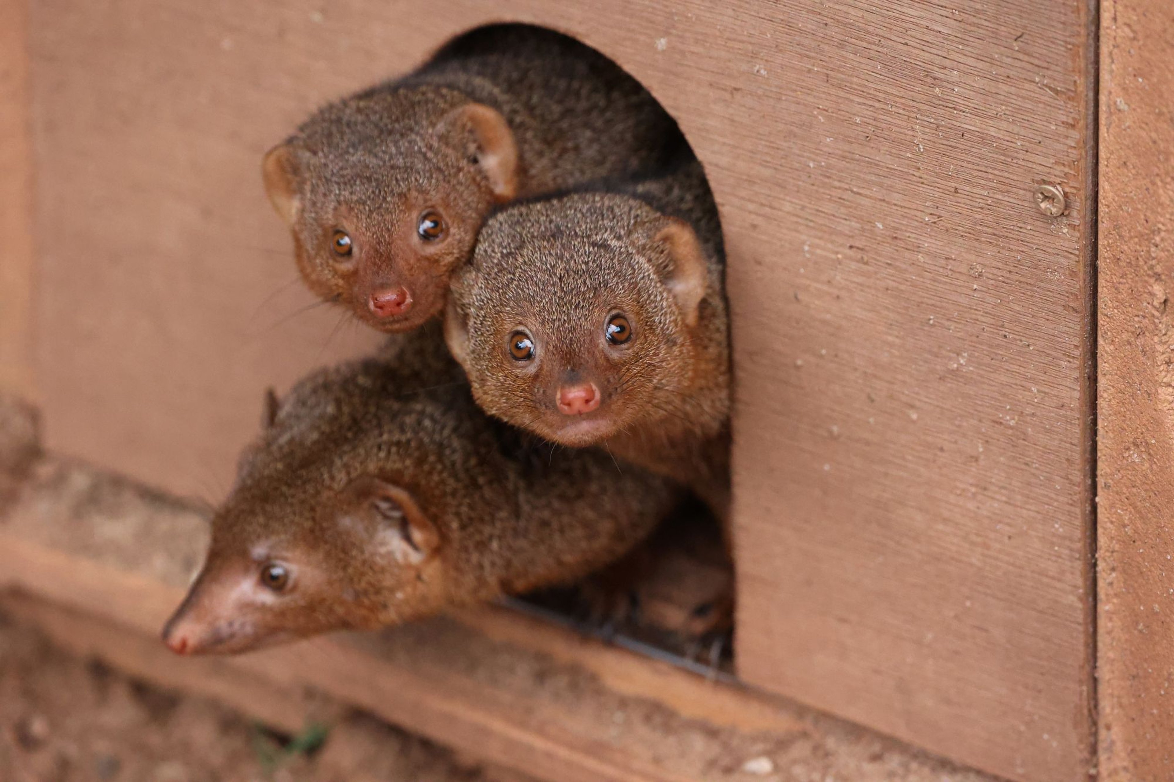 Three dwarf mongooses peek out from a hole in a wooden enclosure, their small faces closely huddled together, with curious, alert expressions.