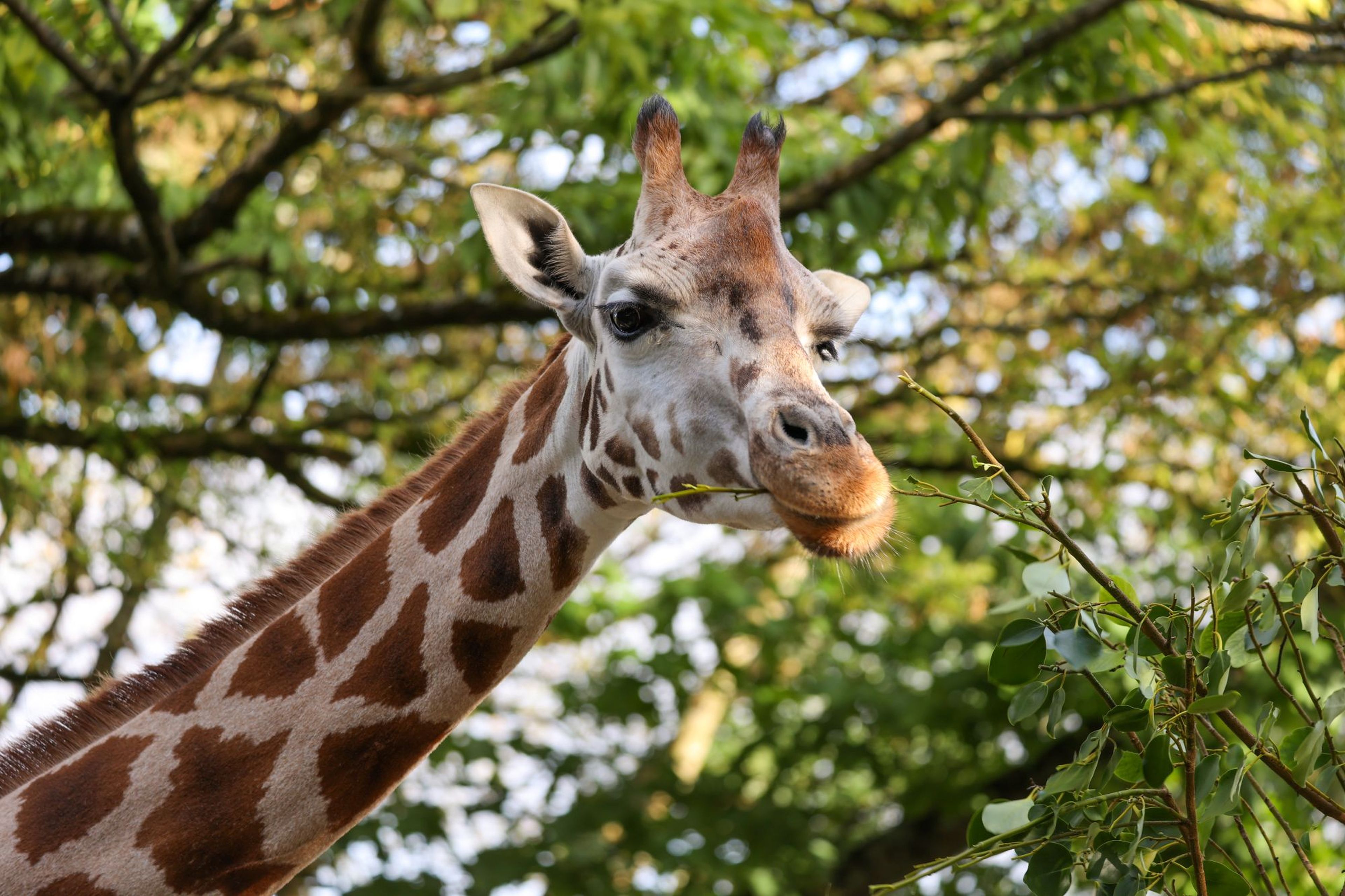 Giraffe eating green leaves from a tree, surrounded by lush foliage and dappled sunlight at Paignton Zoo in Devon, UK