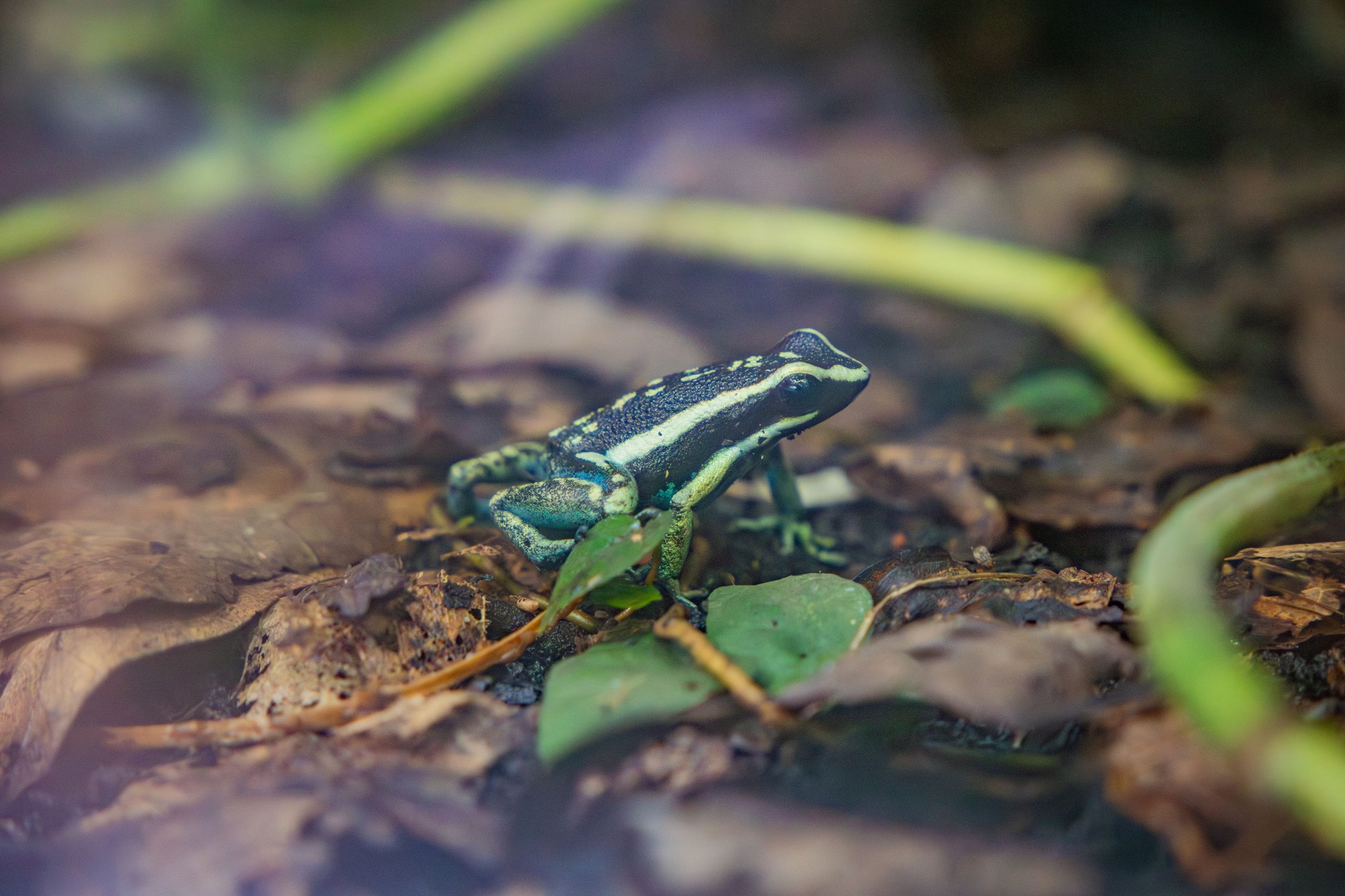 A small yellow, green, and black striped phantasmal poison dart frog on leaf litter at Paignton Zoo