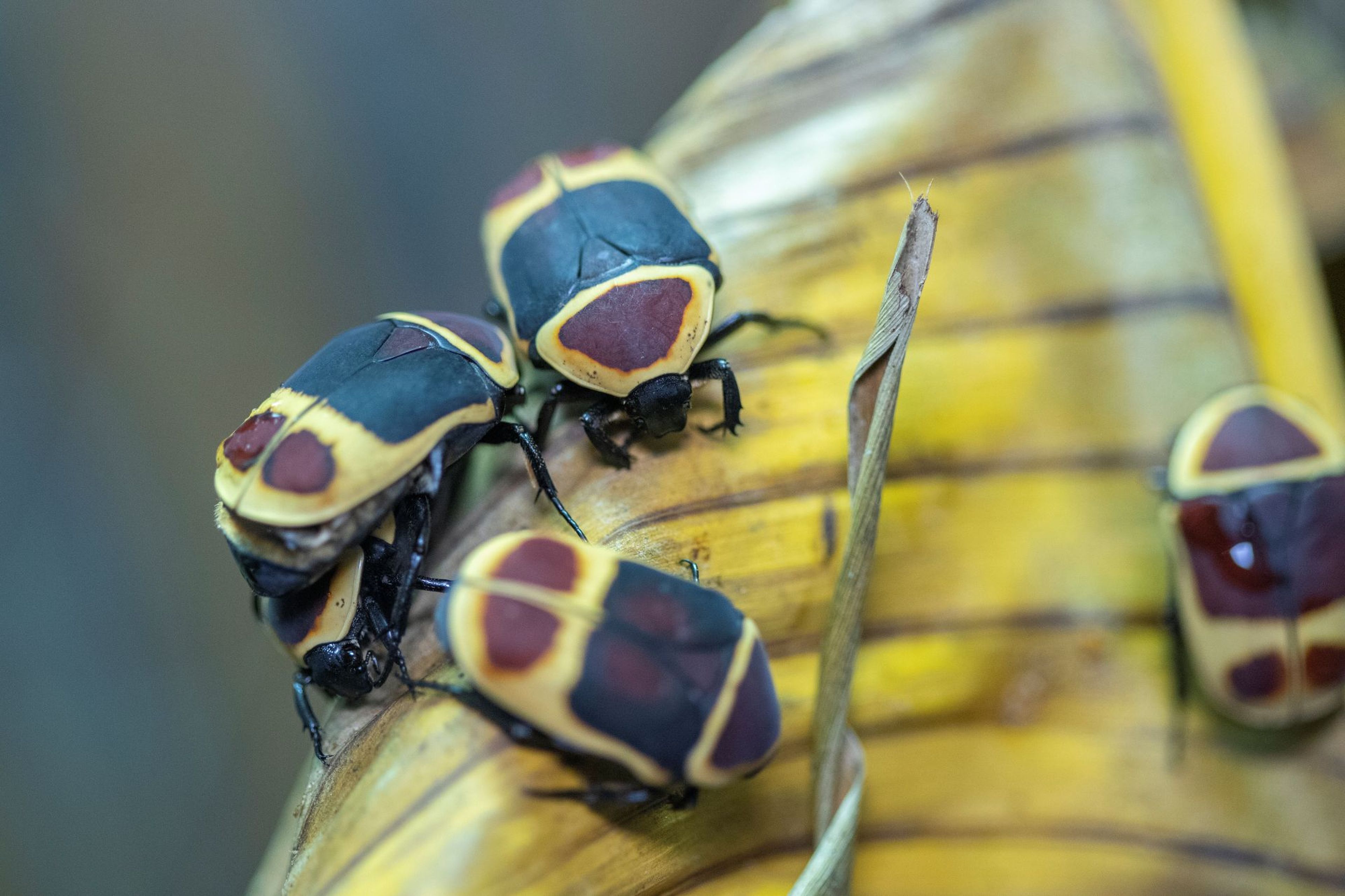 Colorful beetles with red and yellow patterns crawl on a textured, yellowing leaf.
