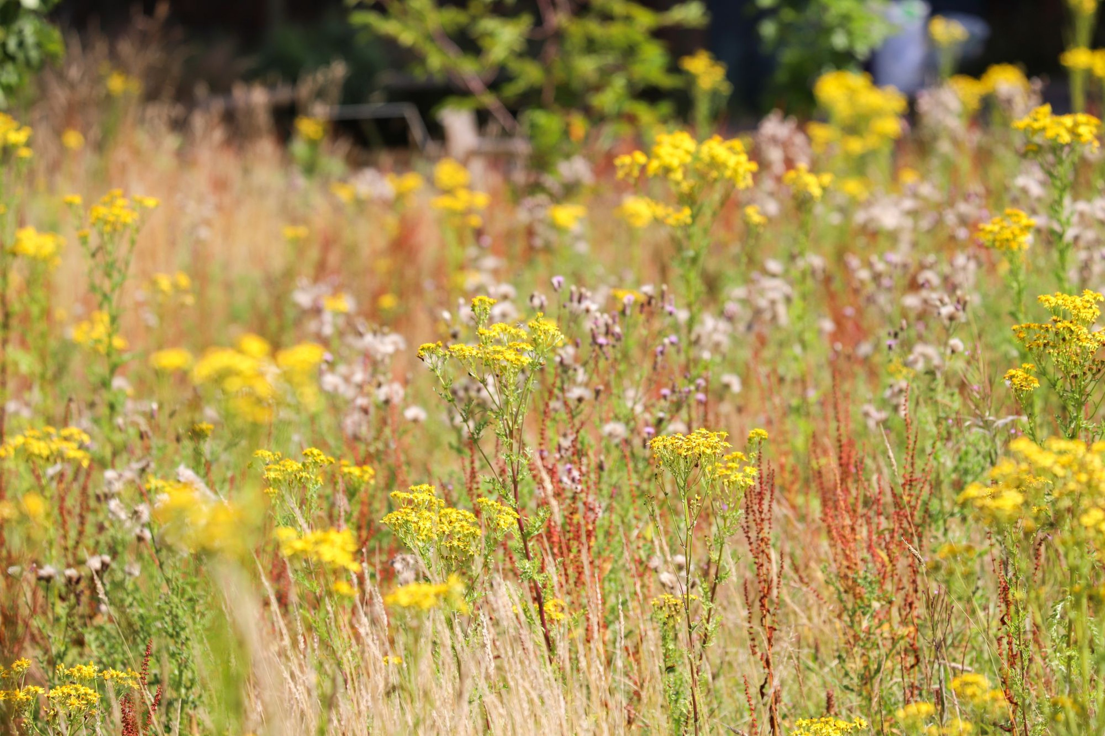 A vibrant meadow with blooming yellow wildflowers, tall grasses, and scattered red stems under bright sunlight.
