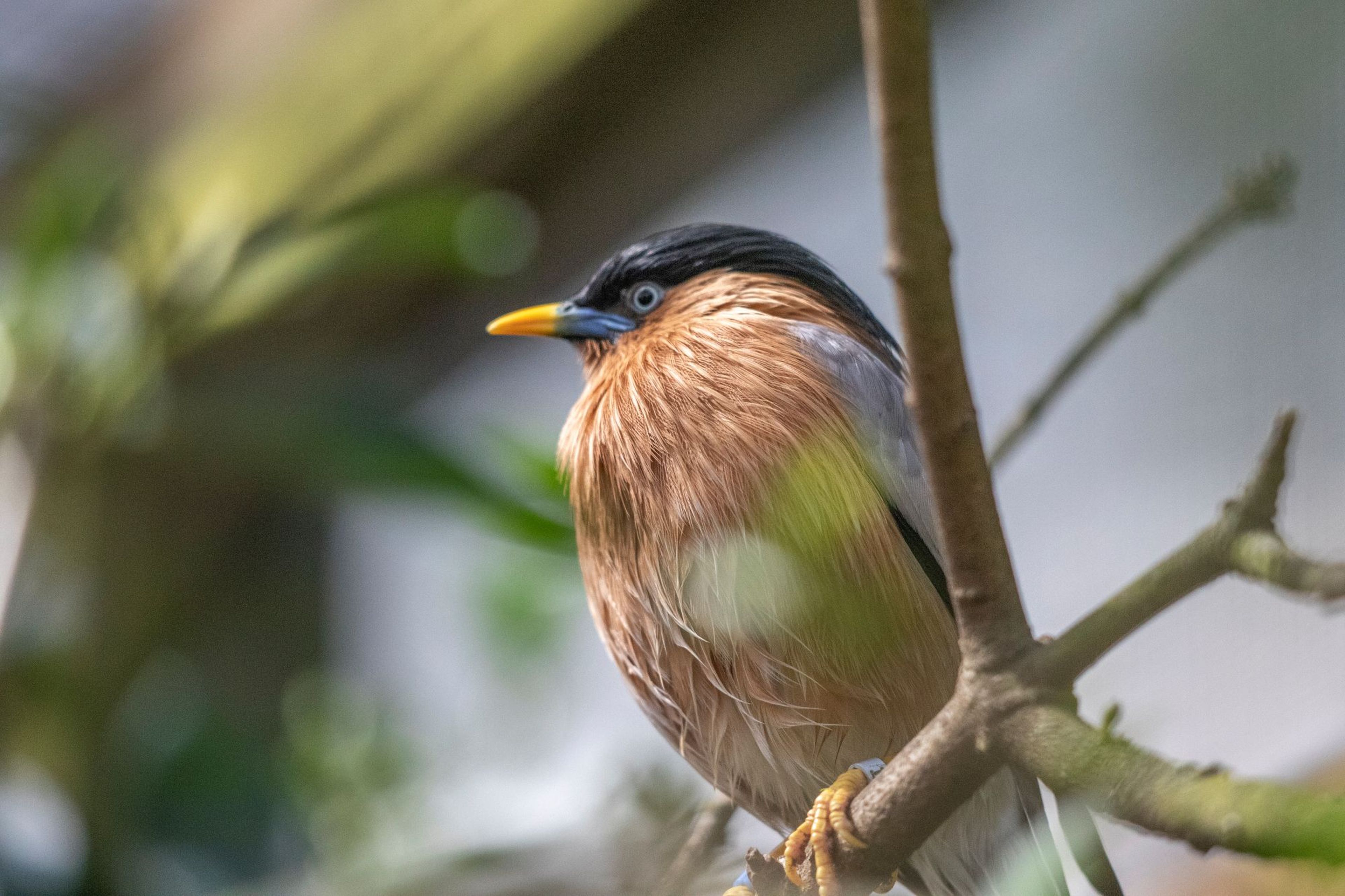A brown and black bird with a yellow beak perches on a branch, surrounded by blurred greenery.