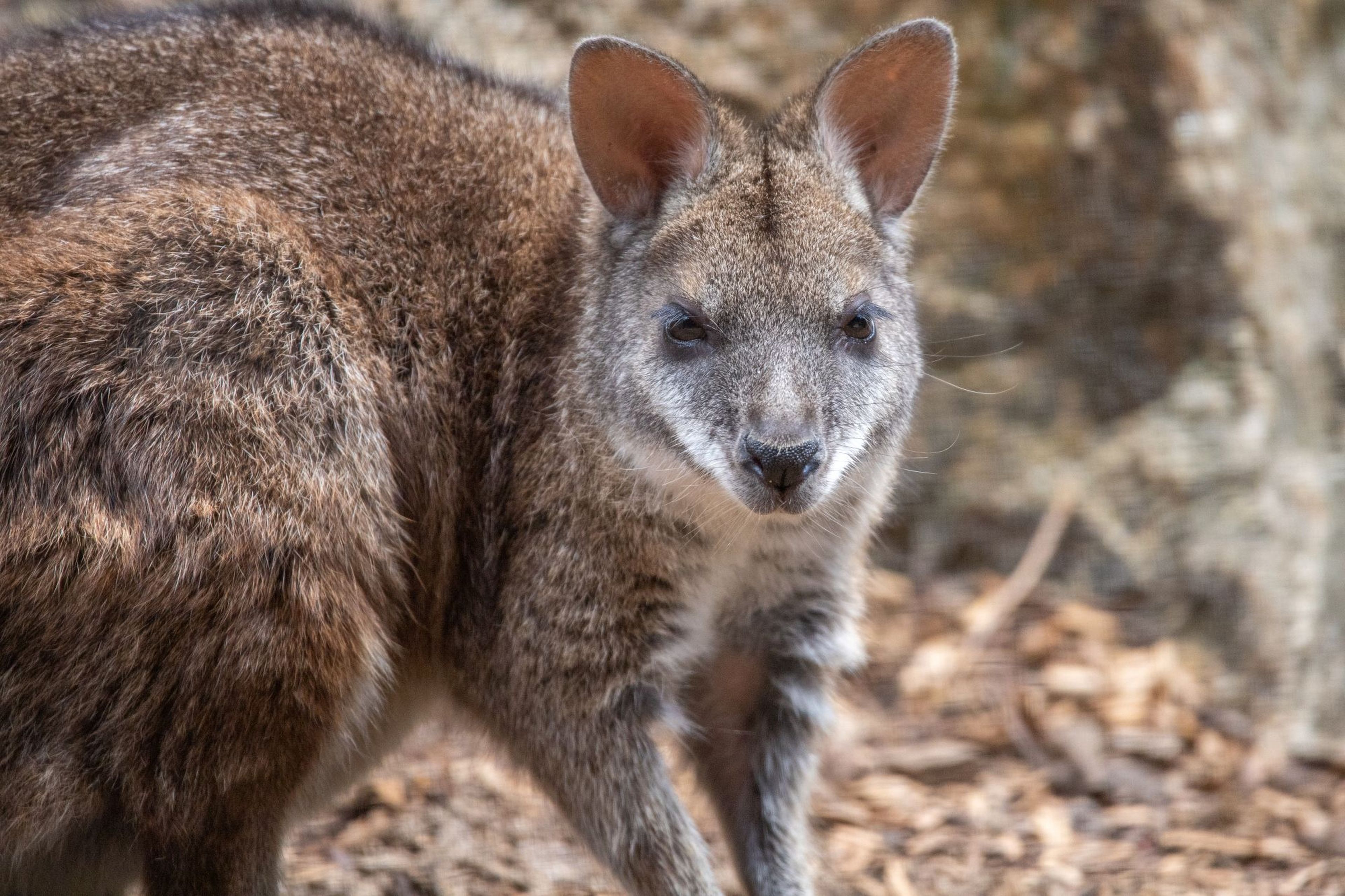 Close-up of a wallaby standing on a textured ground. The wallaby has brown and gray fur, small ears, and is gazing directly at the camera.
