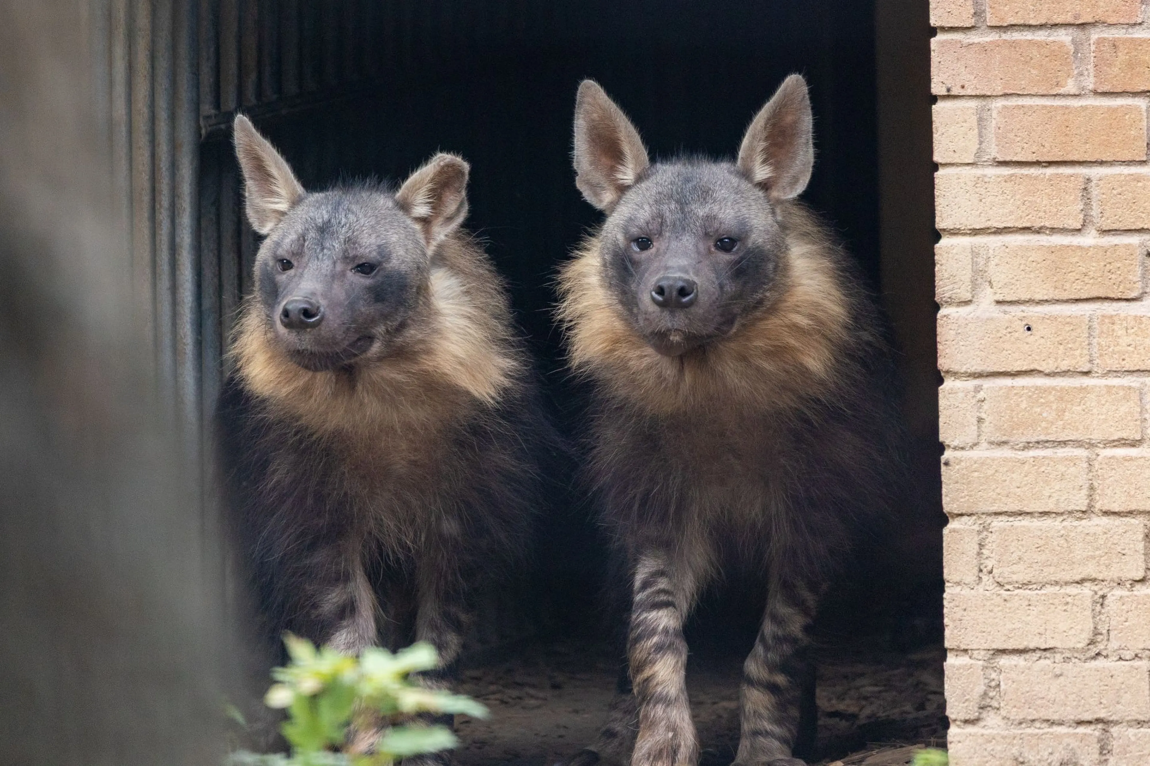 Two brown hyenas with dark fur, bushy manes, and large ears stand in a shaded area near a brick wall, facing forward.