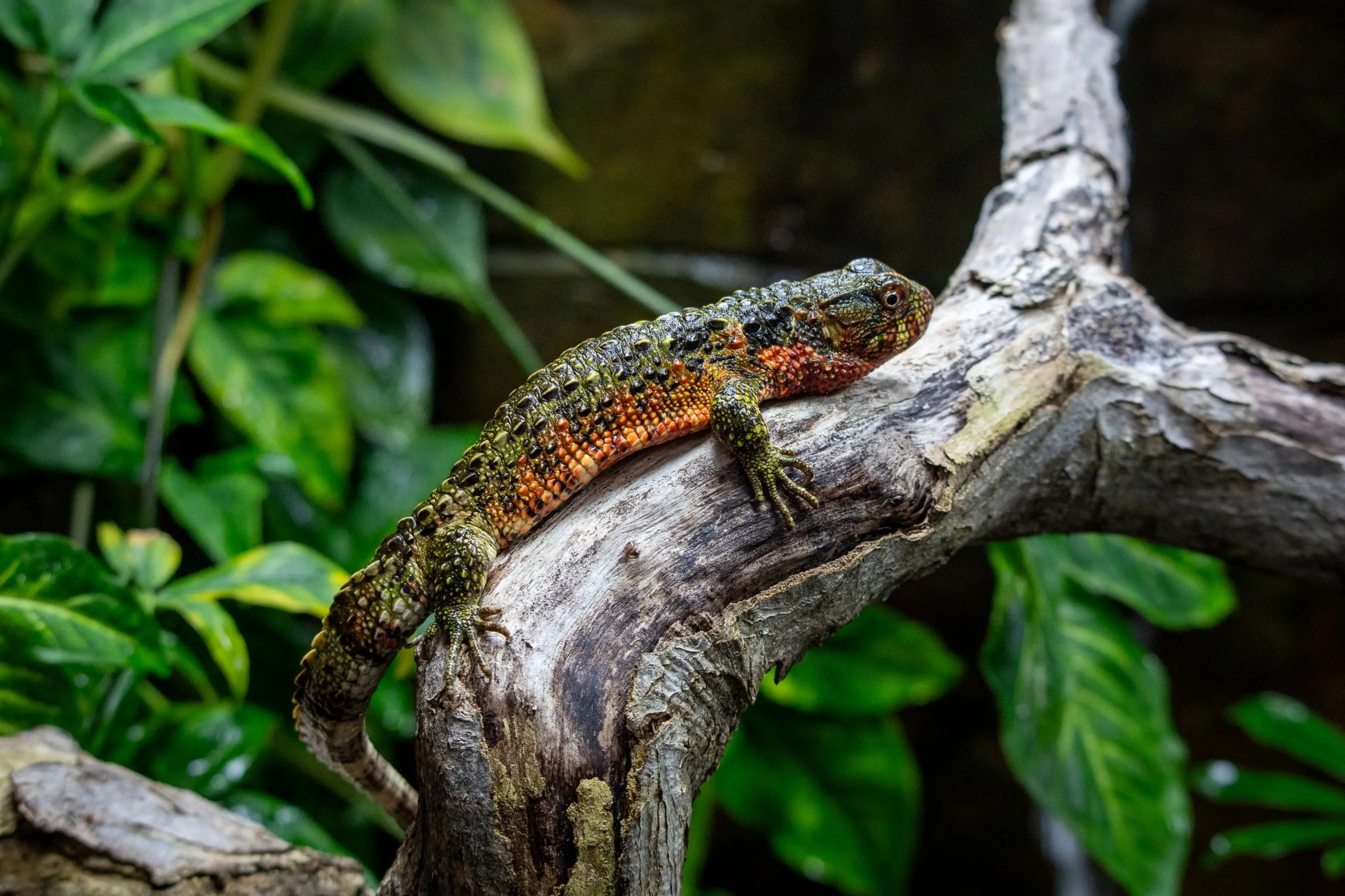 Chinese crocodile lizard sitting on a branch at Paignton Zoo in Devon, UK