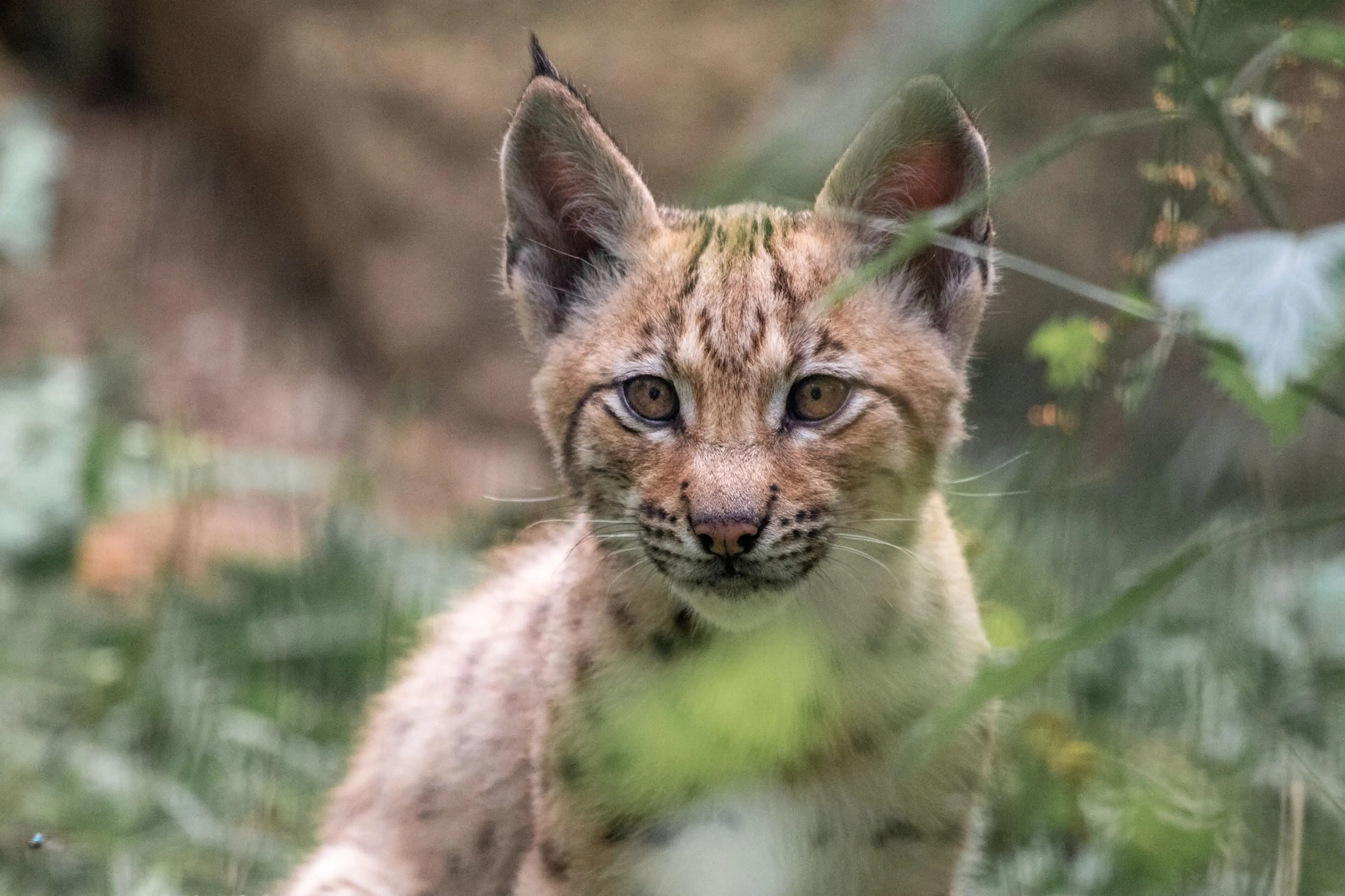 Close-up of a lynx kitten with tufted ears and spotted fur, gazing intently through blurred foliage in its natural habitat.