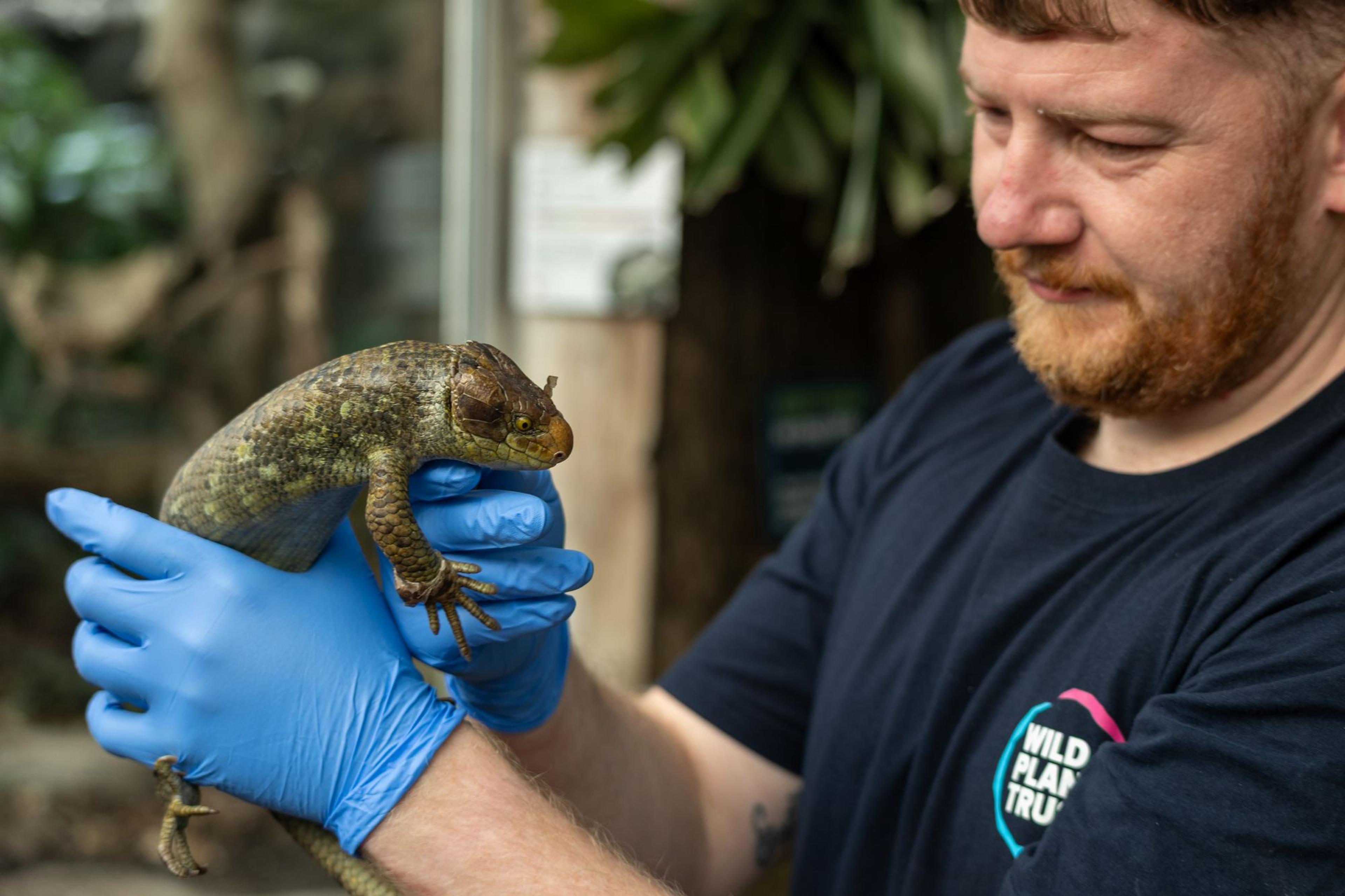 Man with blue gloves holding a lizard, wearing a black "Wild Planet Trust" shirt, with plants and signage in the background.