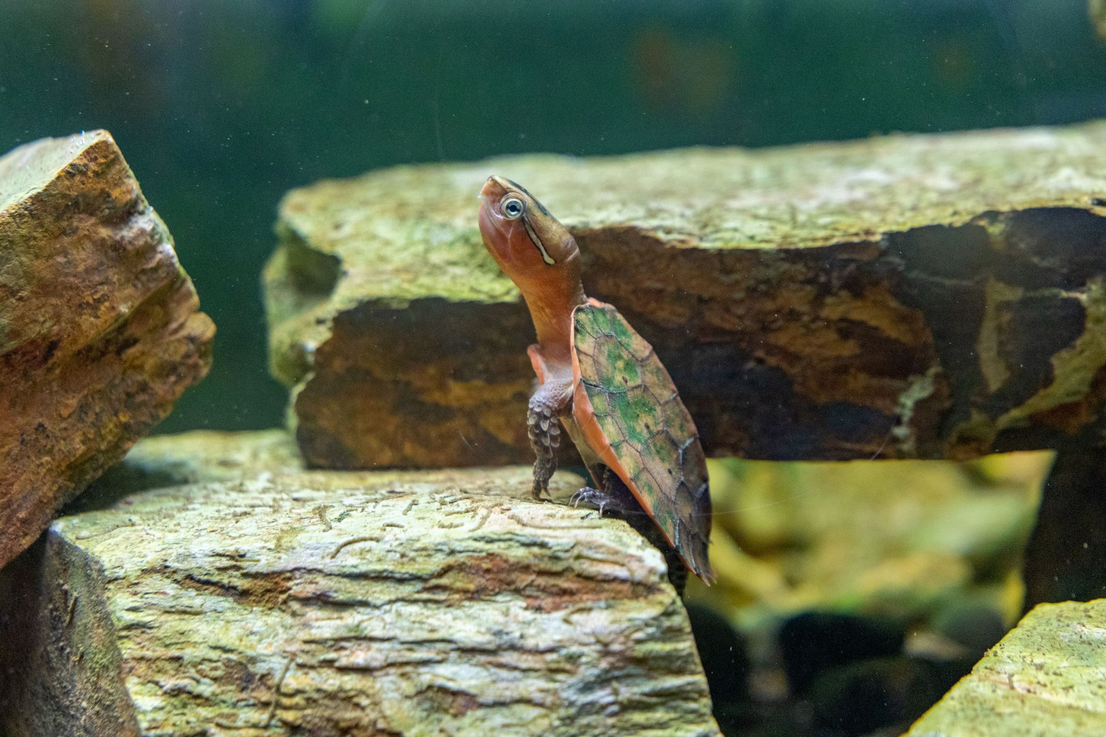 A small turtle with a long neck and ornate shell sits on a rocky surface in an aquarium environment, with rocks in the background.