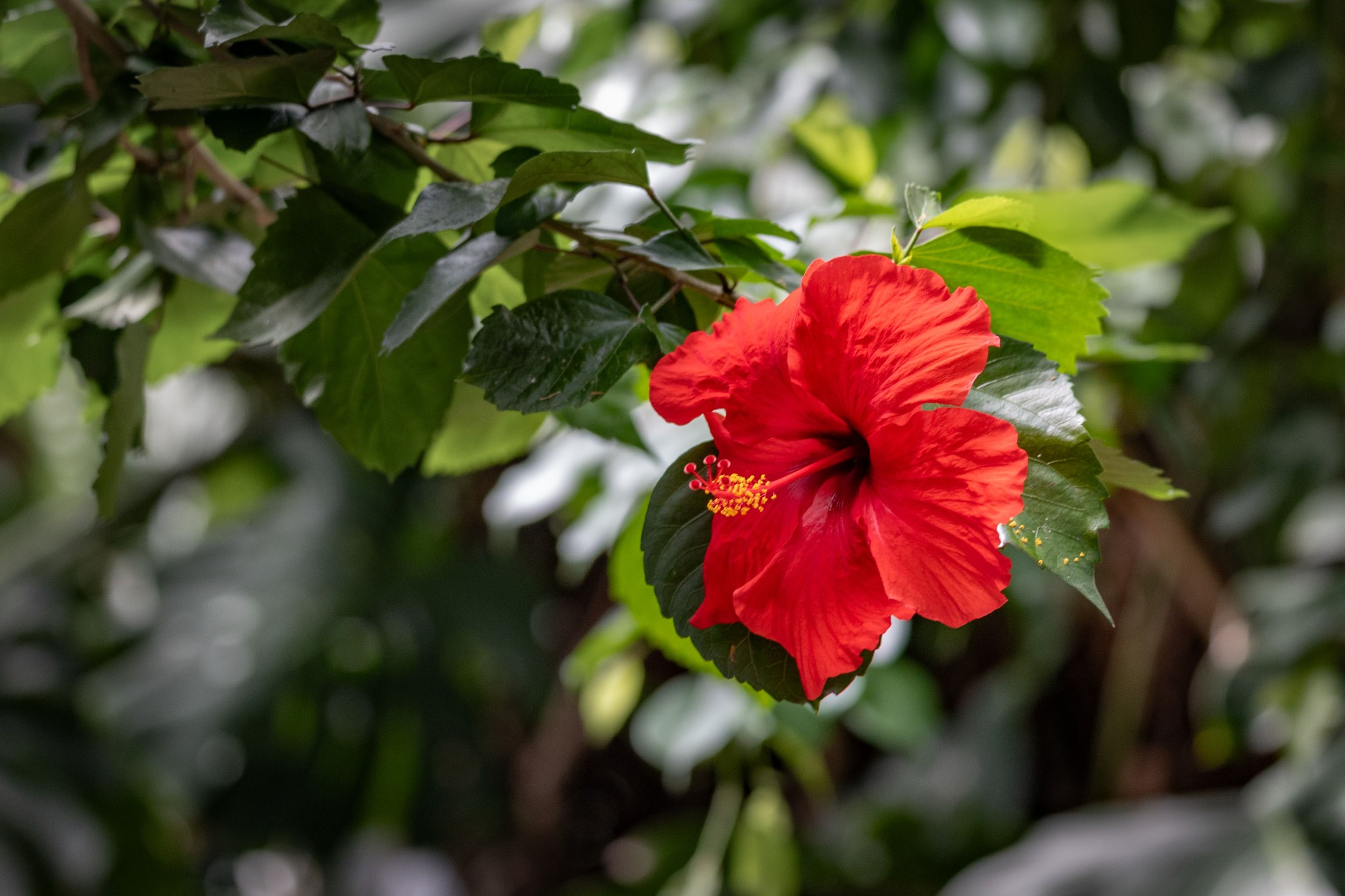 A vibrant red hibiscus flower blooming in Paignton Zoo's Tropical Trails indoor exhibit